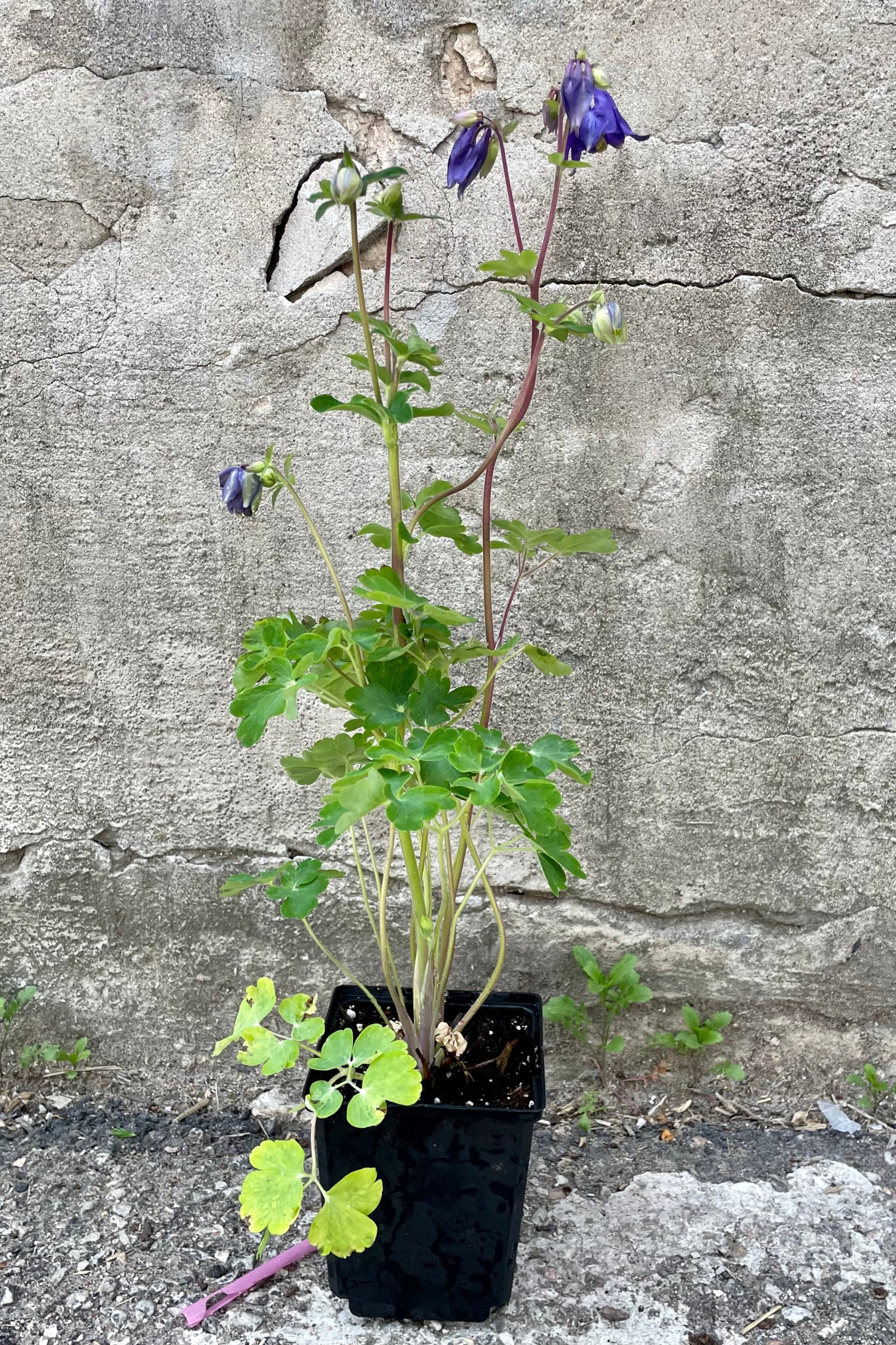 Aquilegia alpina in a qt size growers pot blooming the beginning of May with its nodding purple flowers above soft light green foliage in front of a concrete wall. ©Sprout Home