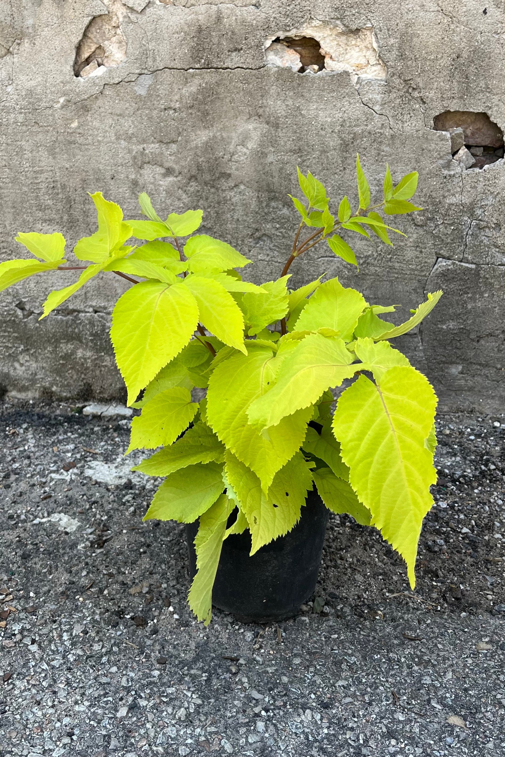 photo of Aralia "Sun King" Spikenard Perennial, bright chartreuse leaves, photo taken in July. ©Sprout Home