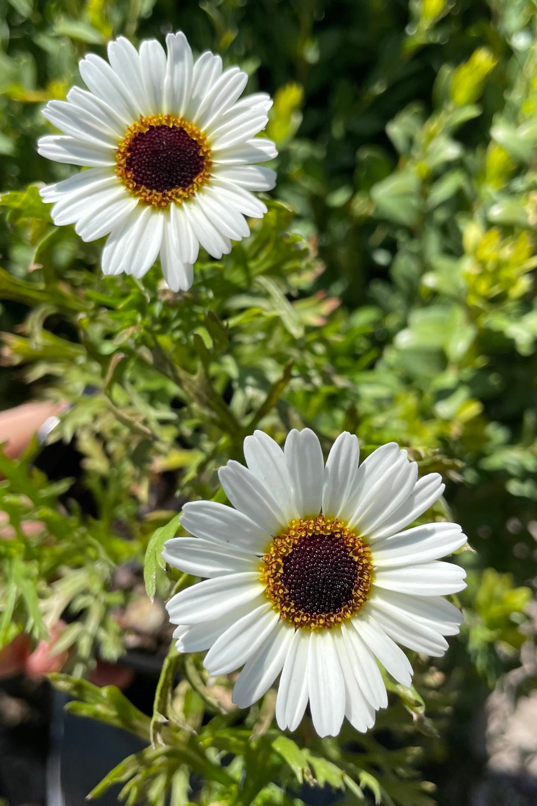 Argyranthemum 'Grandaisy White' in full bloom in May showing its white petals with yellow center flowers.  ©Sprout Home