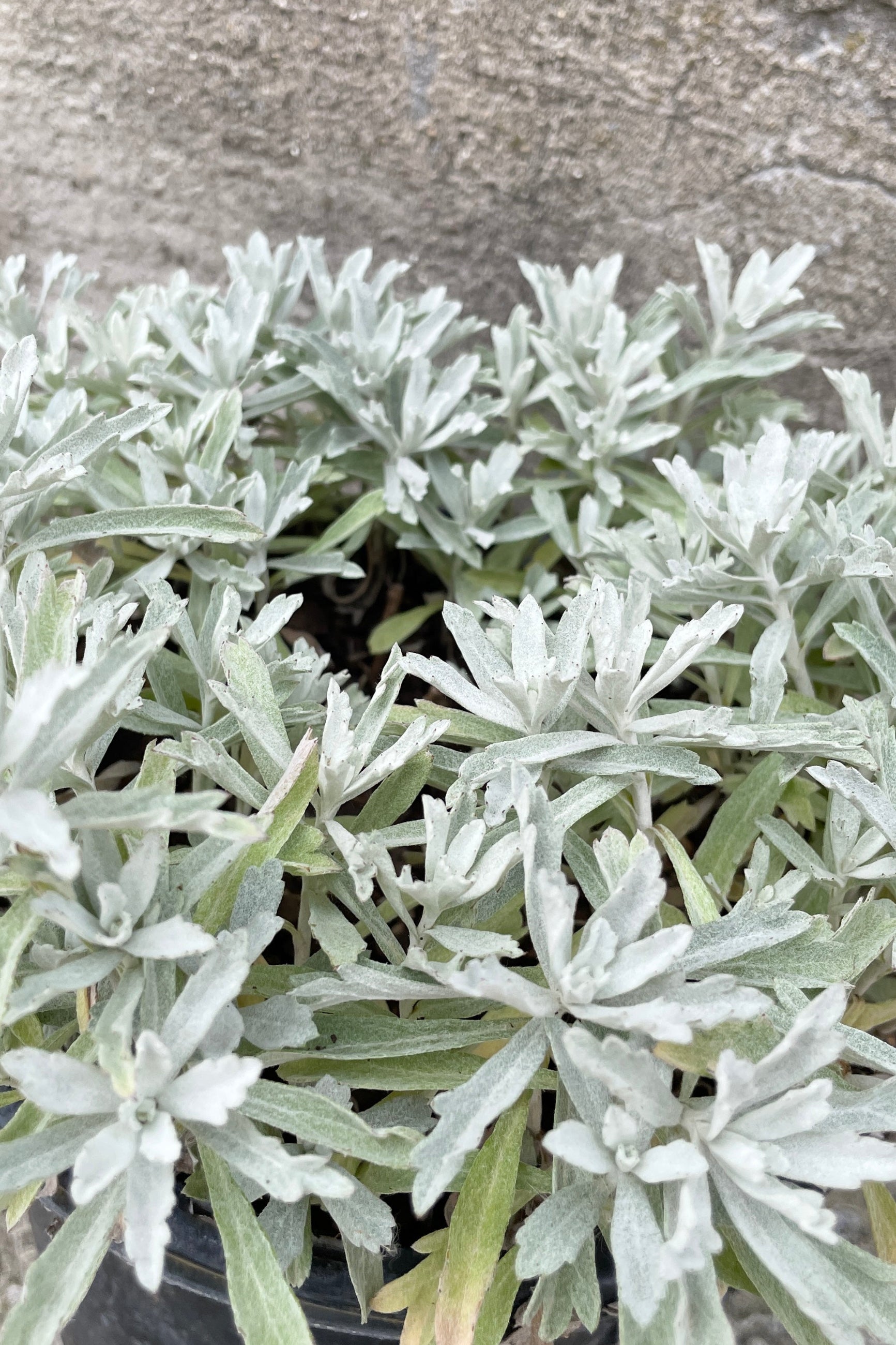 Artemisia 'Garden Ghost' up close showing the white grey fuzzy textural leaves the end of May at Sprout-home.  ©Sprout Home