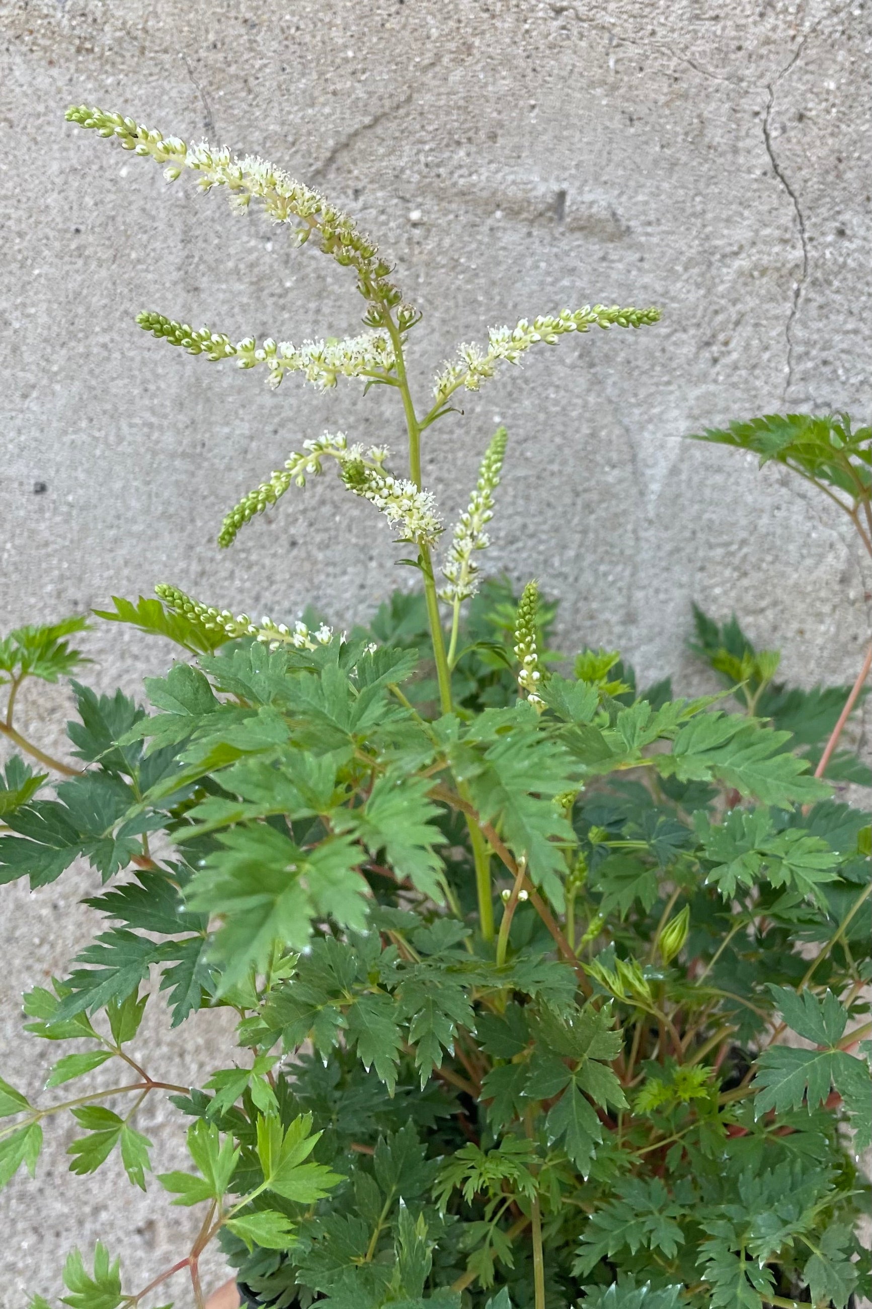 Aruncus 'Noble Spirits' in bloom end of May showing its white flower above lacy green foliage up close. ©Sprout Home