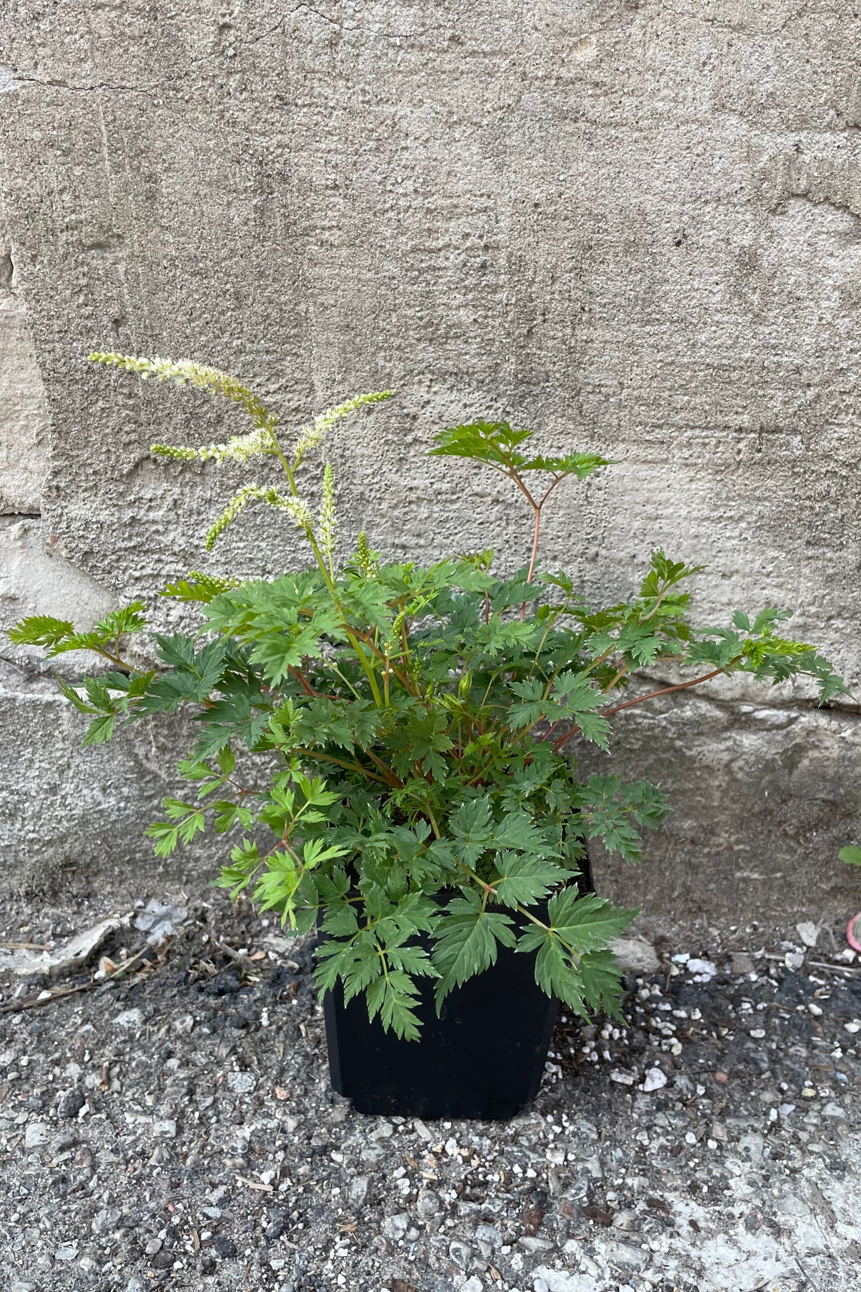 Aruncus 'Noble Spirits' in a 1qt size pot the end of May just starting to bloom with its white flowers above green lacy foliage. ©Sprout Home