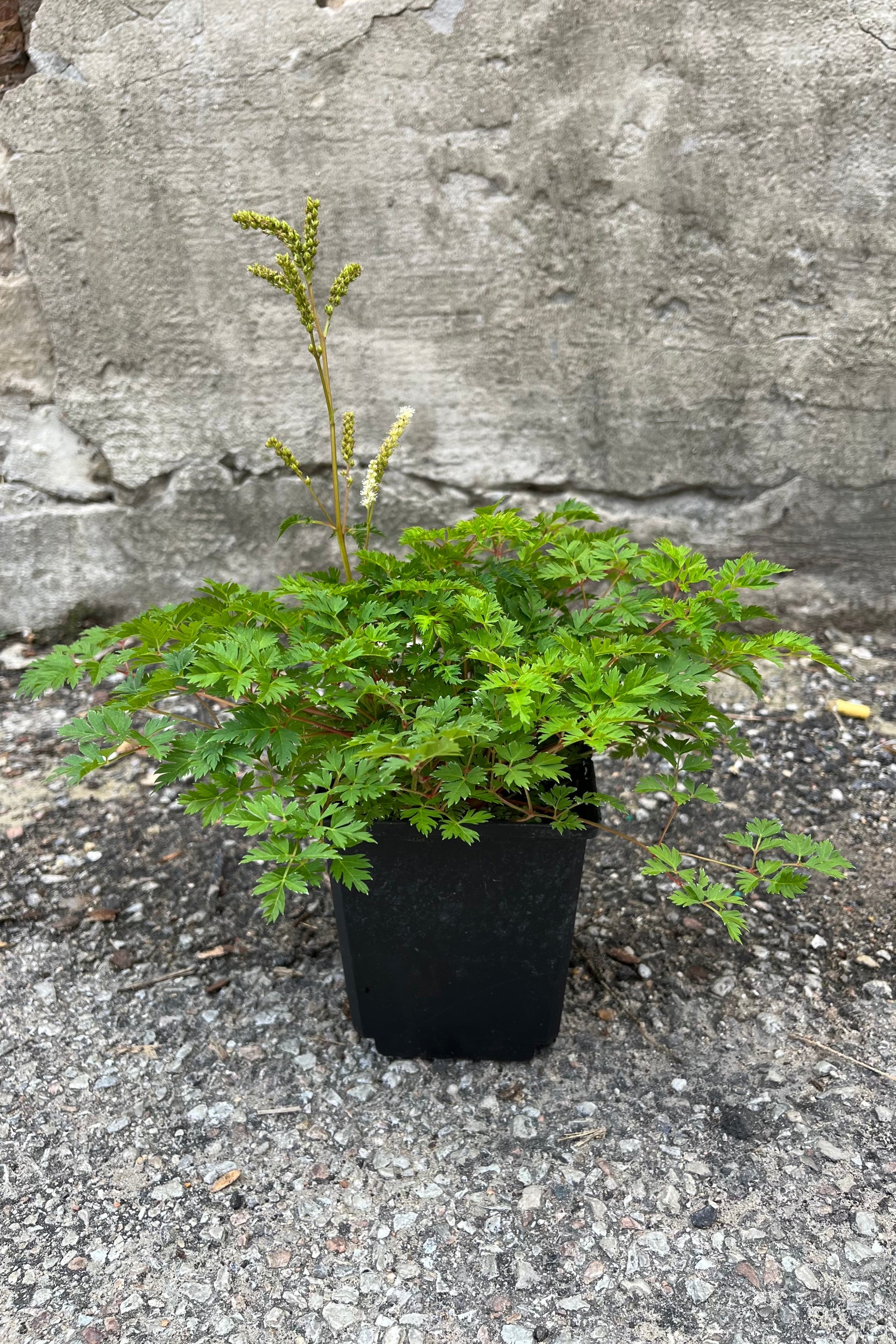 Aruncus 'Noble Spirits' in a #1 growers pot the beginning of July with buds and bloom ©Sprout Home