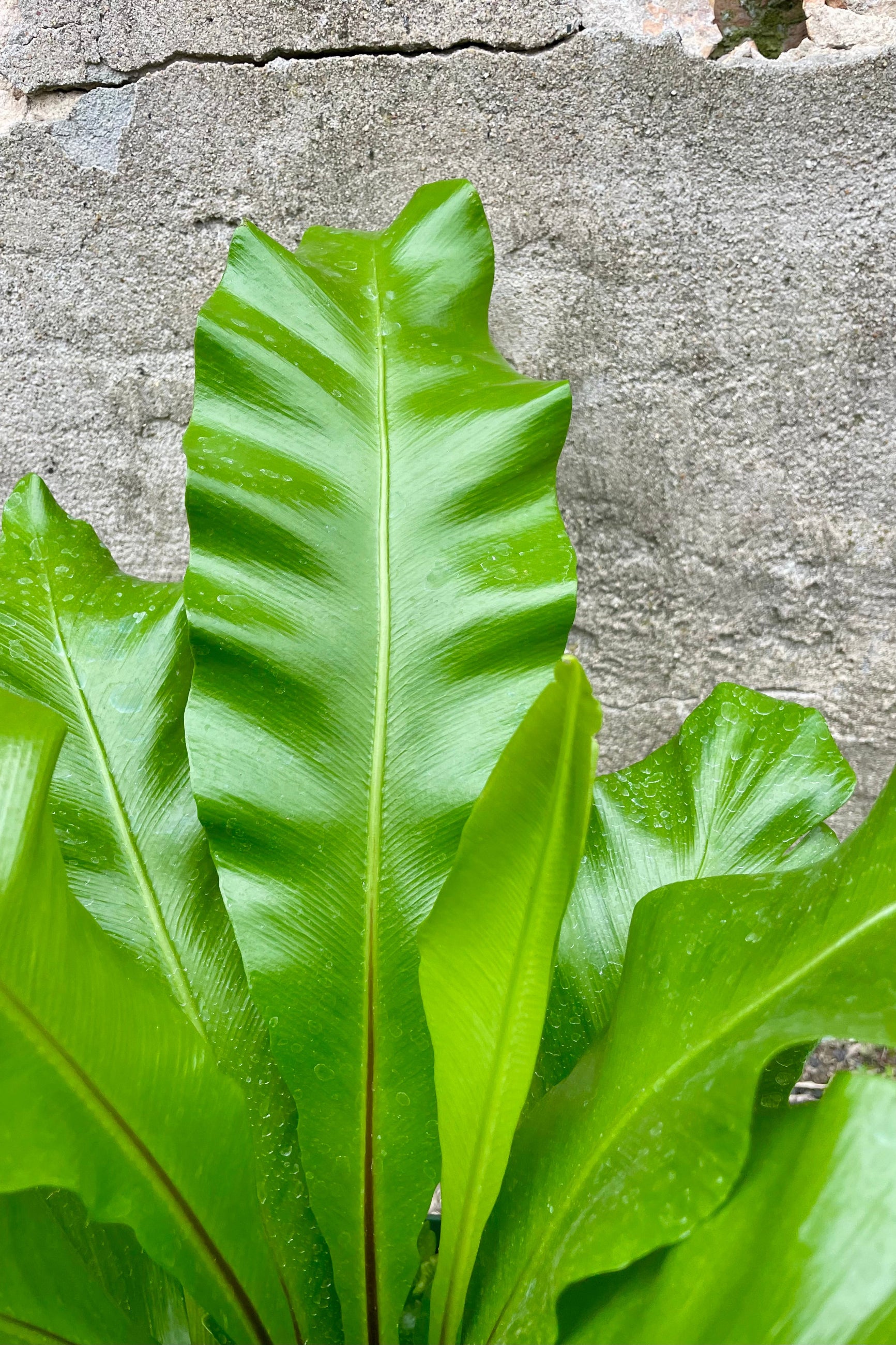 Close up Photo of a green fern in a green pot against a cement wall. The fern is an Asplenium nidue or "bird's nest" fern and the long broad leaves have a black middle vein and grow from a central rosette.