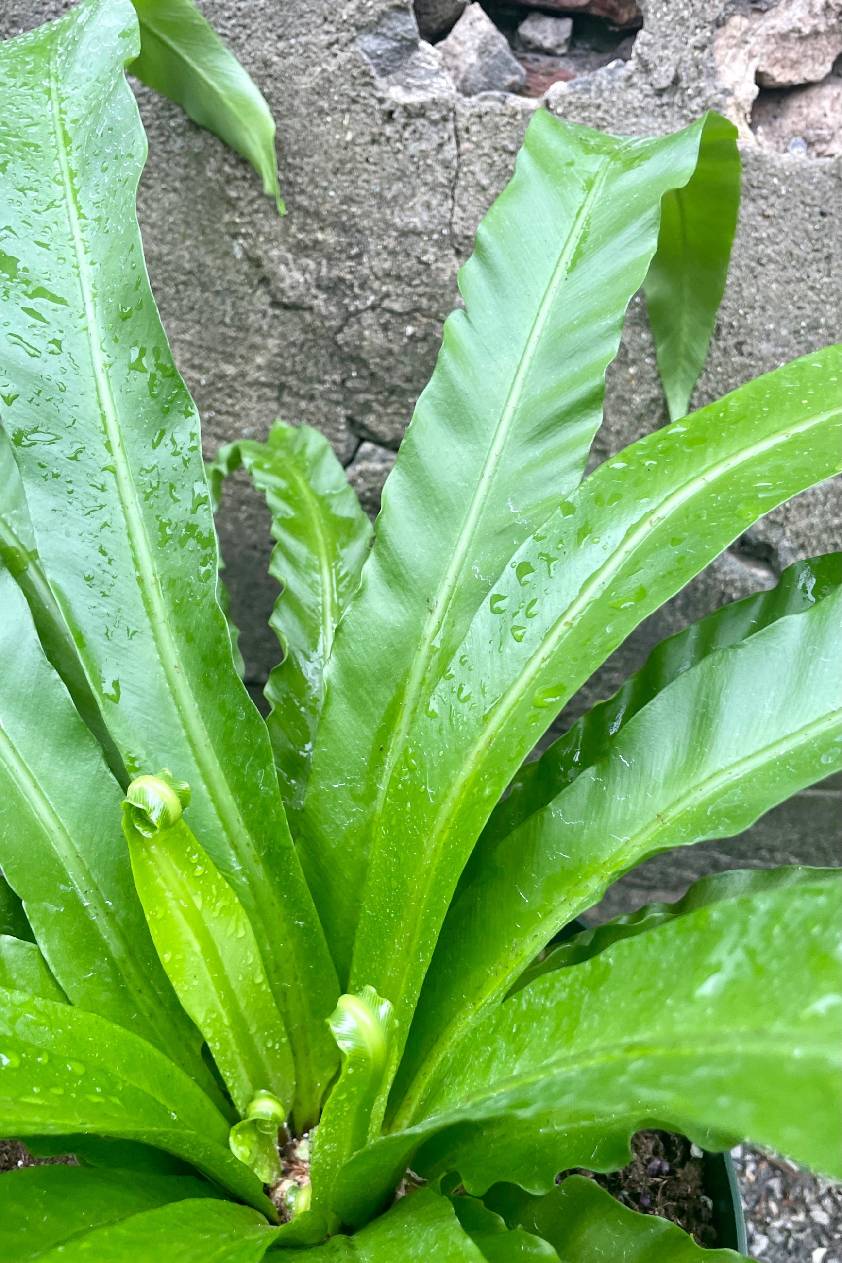 Close photo of green leaves and central crown of Asplenium nidus 'Japanese' birdnest fern