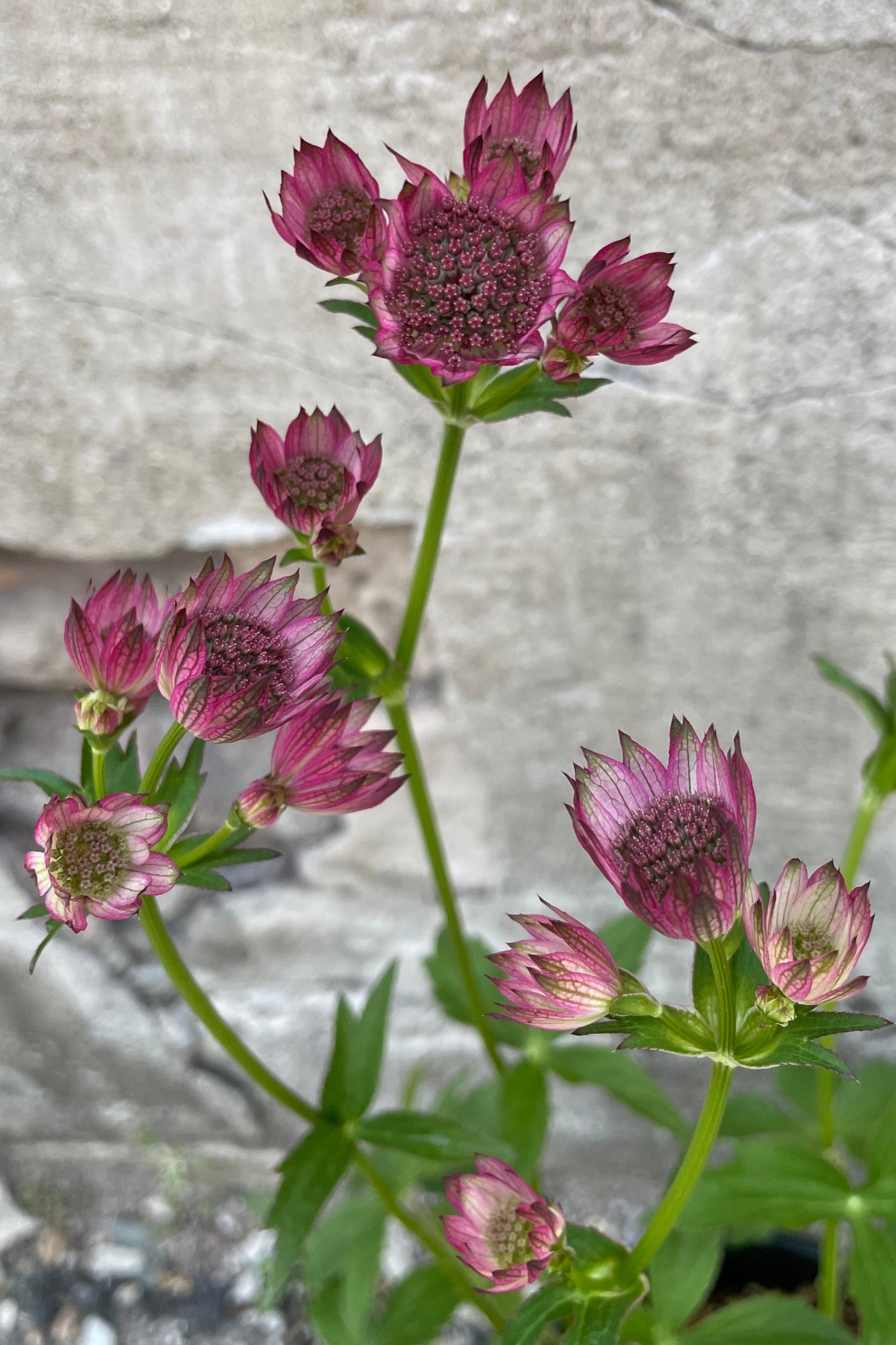 The light lavender delicate blooms of the Astrantia 'Roma' mid to late May ©Sprout Home