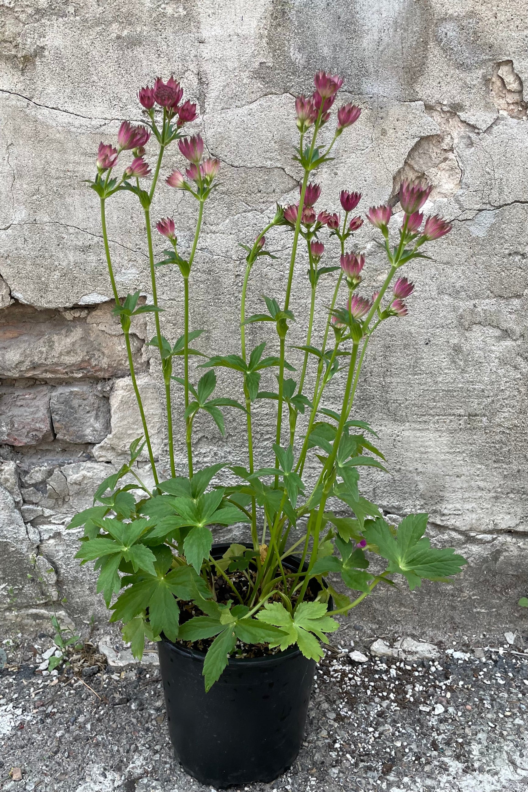 Astrantia 'Roma' in a #1 growers pot in bud and bloom stage with its purple flowers rising above the green foliage mid to late May ©Sprout Home