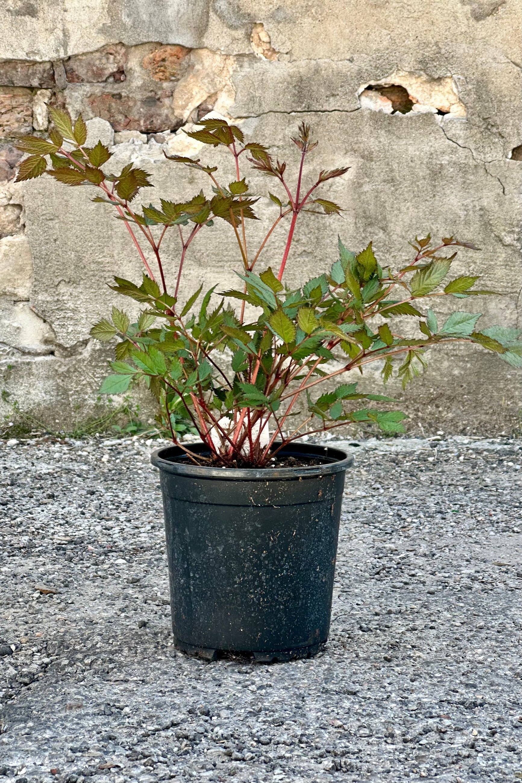 Astilbe 'Maggie Daley' in a #1 growers pot against a concrete wall. ©Sprout Home