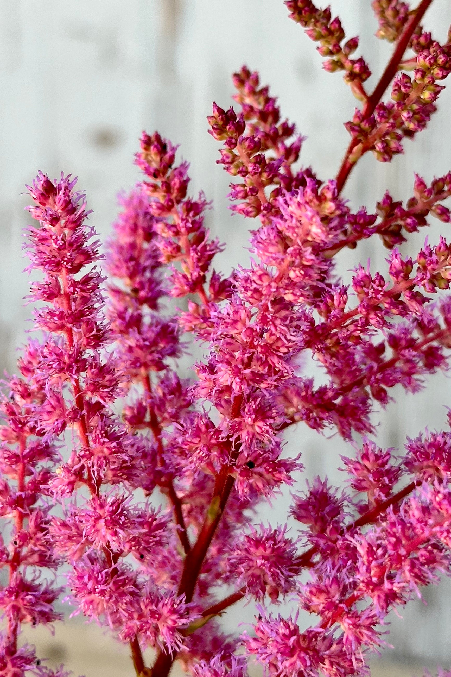 The delicate rose colored flower stalks of Astilbe 'Maggie Daley' mid June ©Sprout Home