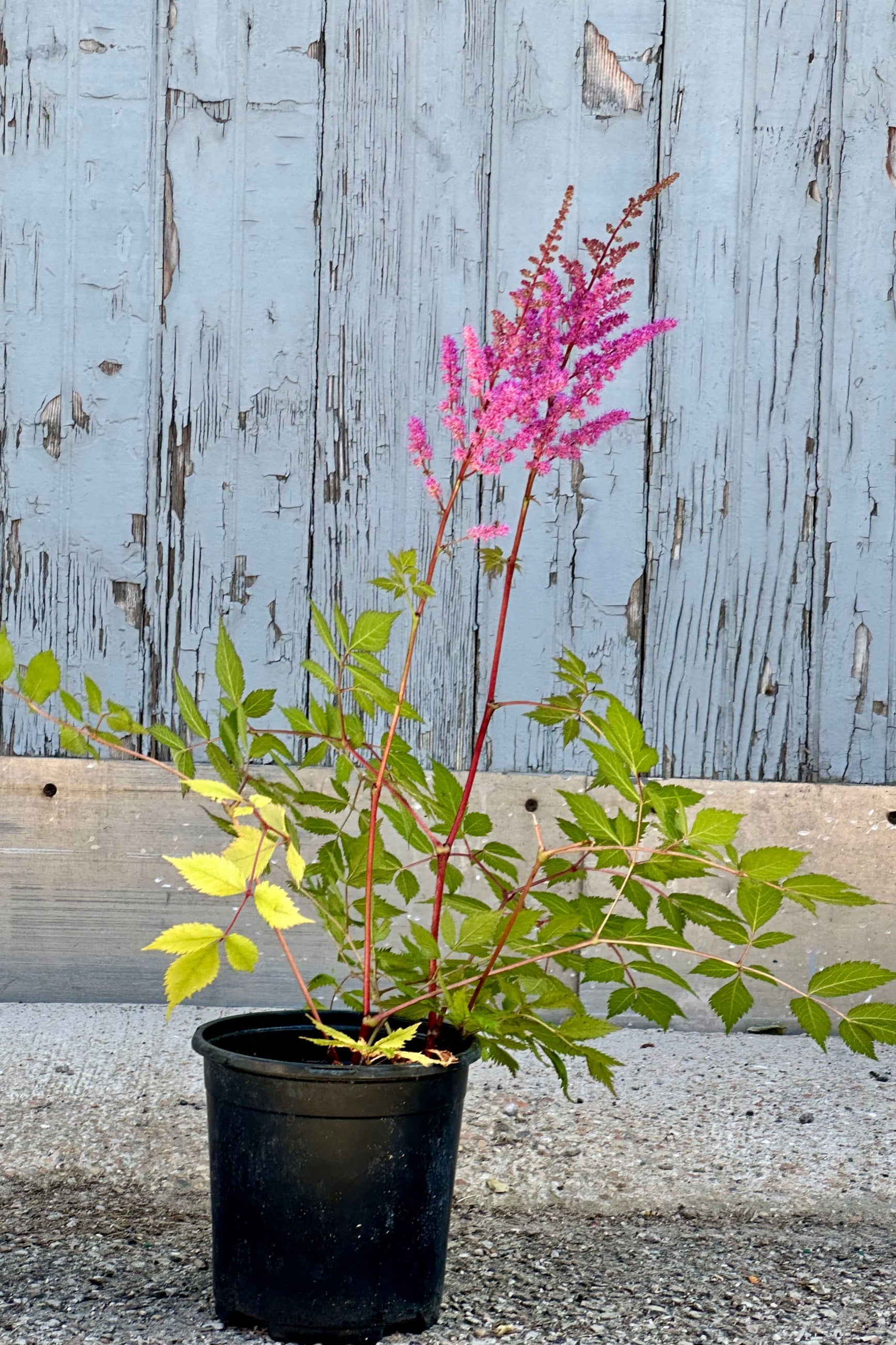 Astilbe 'Maggie Daley' in bloom with pink flowers mid June in a #1 growers pot. ©Sprout Home