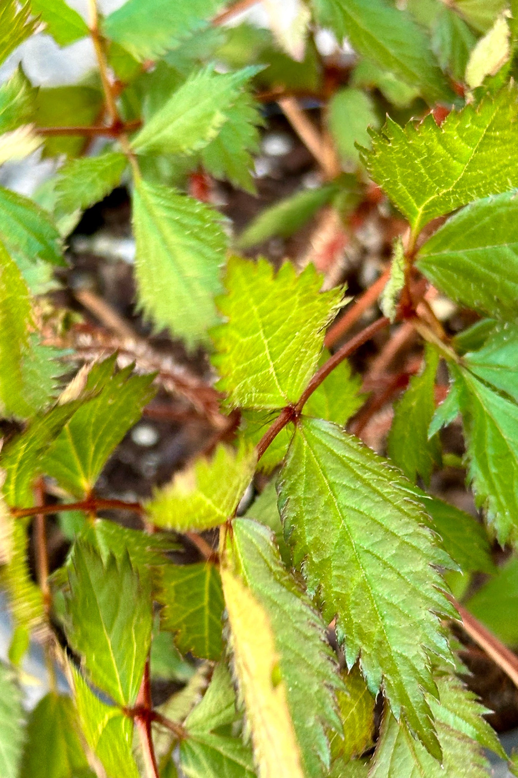 Up close shot of the serrated green leaves and red stems of the Astilbe 'Maggie Daley' the end of April. ©Sprout Home