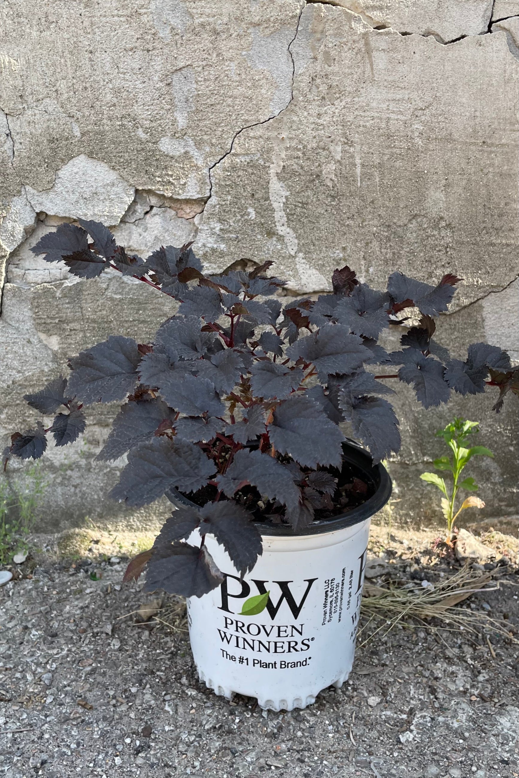 Astilbe 'Dark Side of the Moon' in a #1 growers pot showing off its almost black leaves standing in front of a concrete wall ©Sprout Home. 