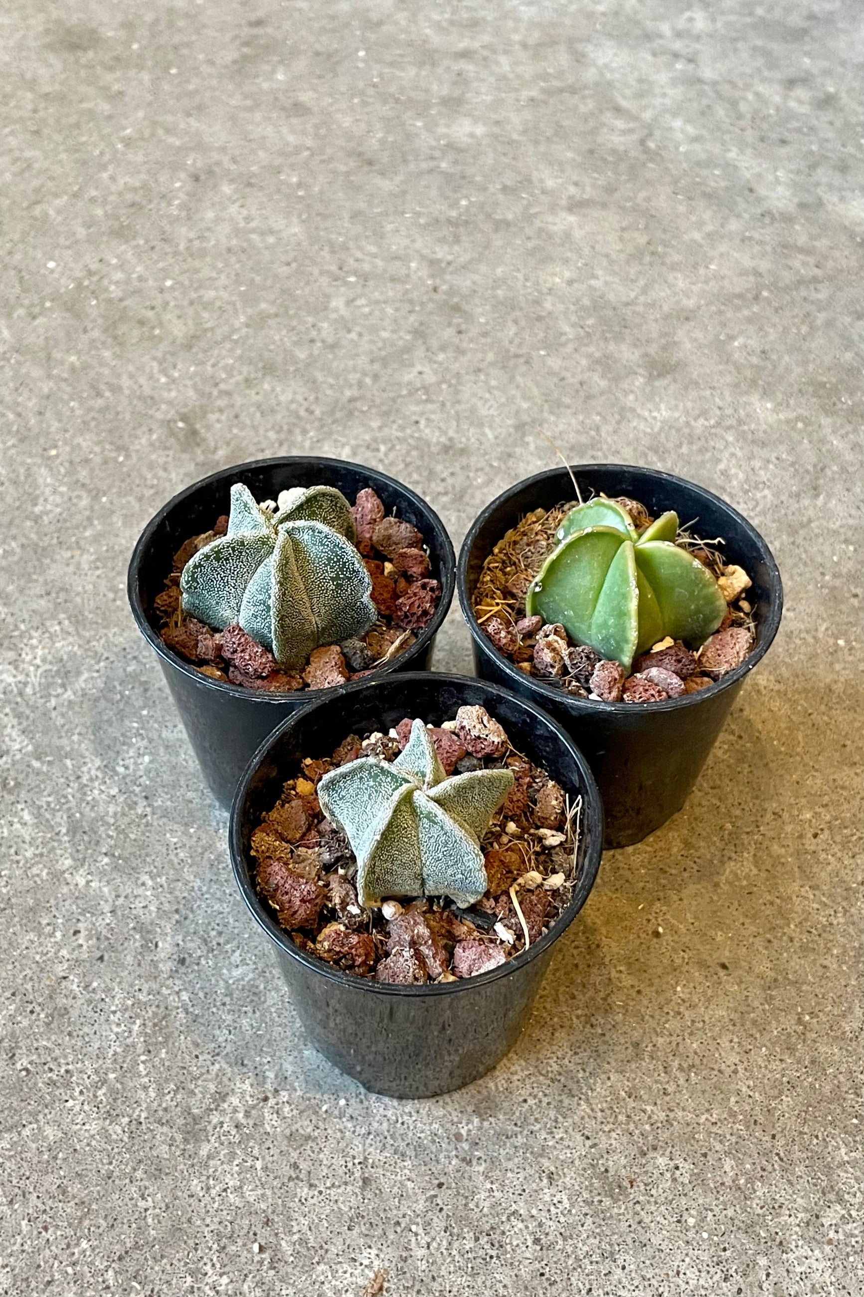A full view of a trio of Astrophytum myriostigma "Bishop Cap" 2" in grow pot against concrete backdrop