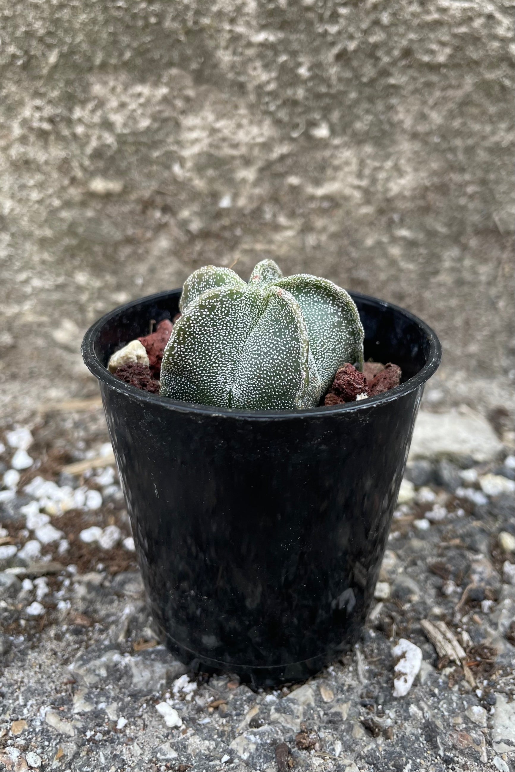 A full view of Astrophytum myriostigma "Bishop Cap" 2" in grow pot against concrete backdrop