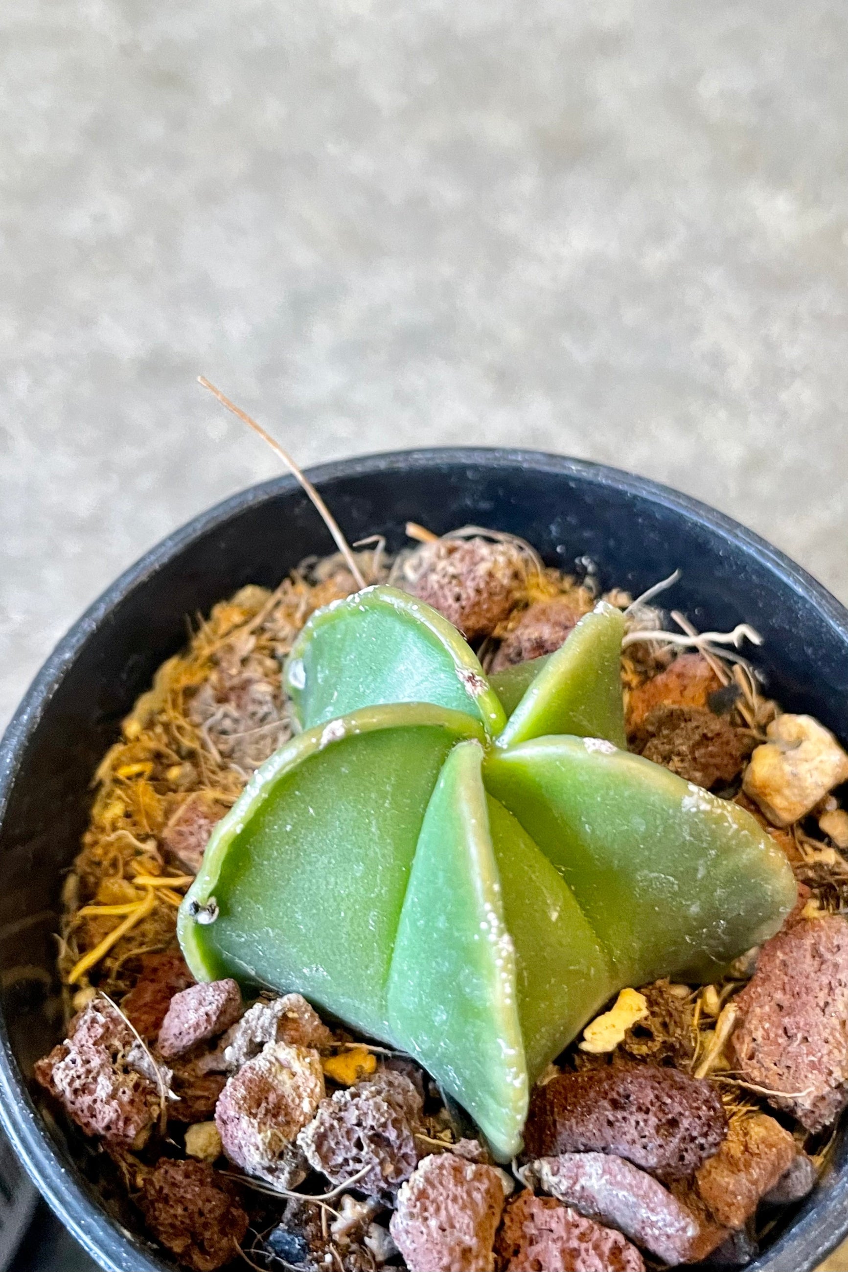 An overhead detailed view of Astrophytum myriostigma "Bishop Cap" 2" against concrete backdrop