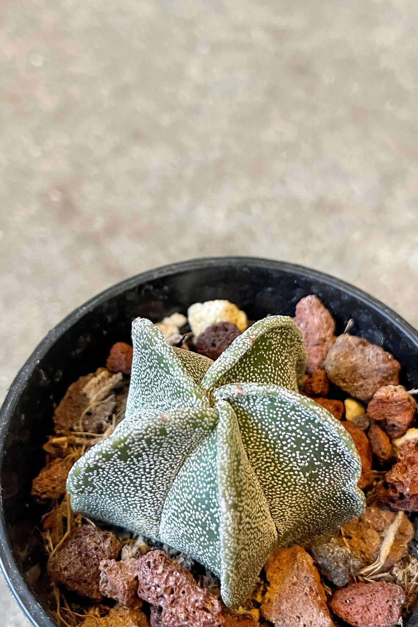 An overhead detailed view of Astrophytum myriostigma "Bishop Cap" 2" against concrete backdrop