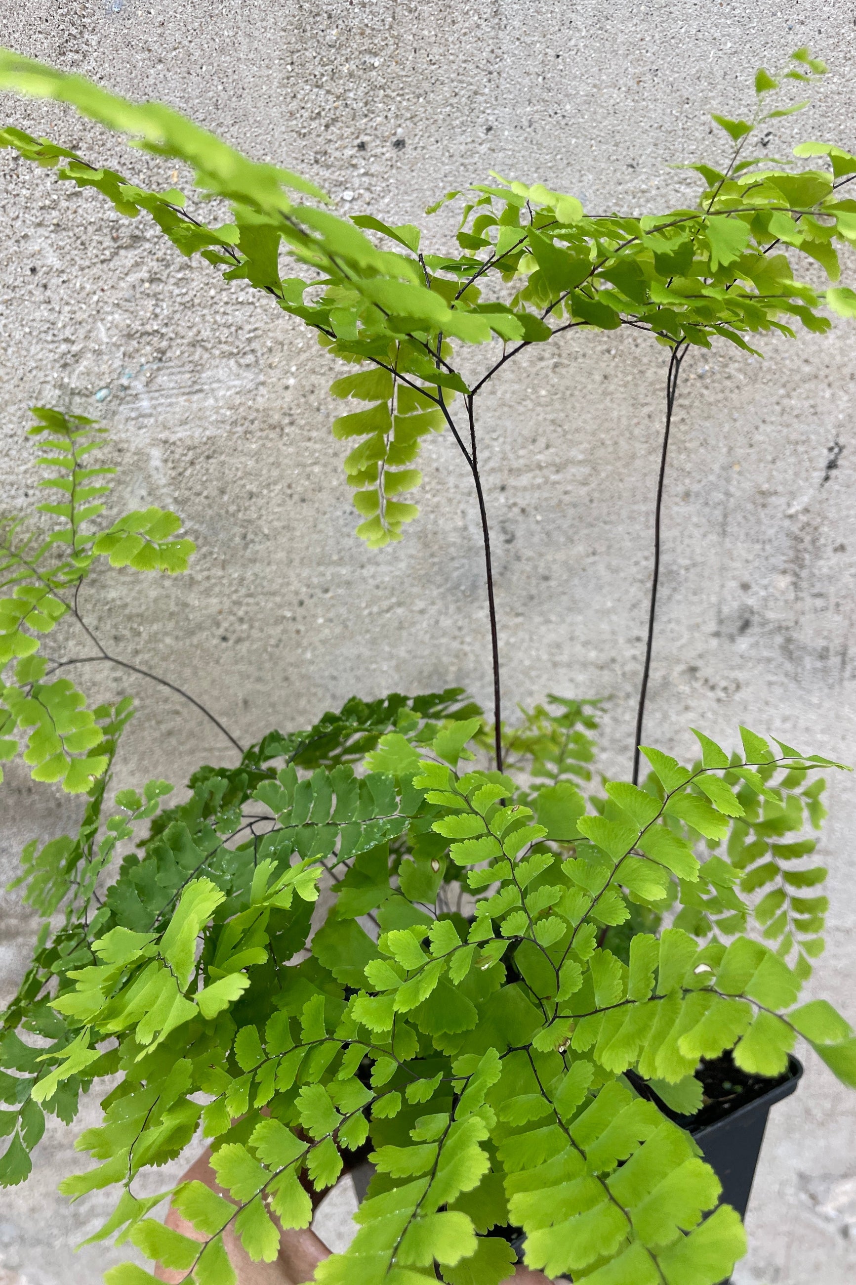 Close up picture of the thin leaves of the Adiantum pedatum at Sprout-home. ©Sprout Home