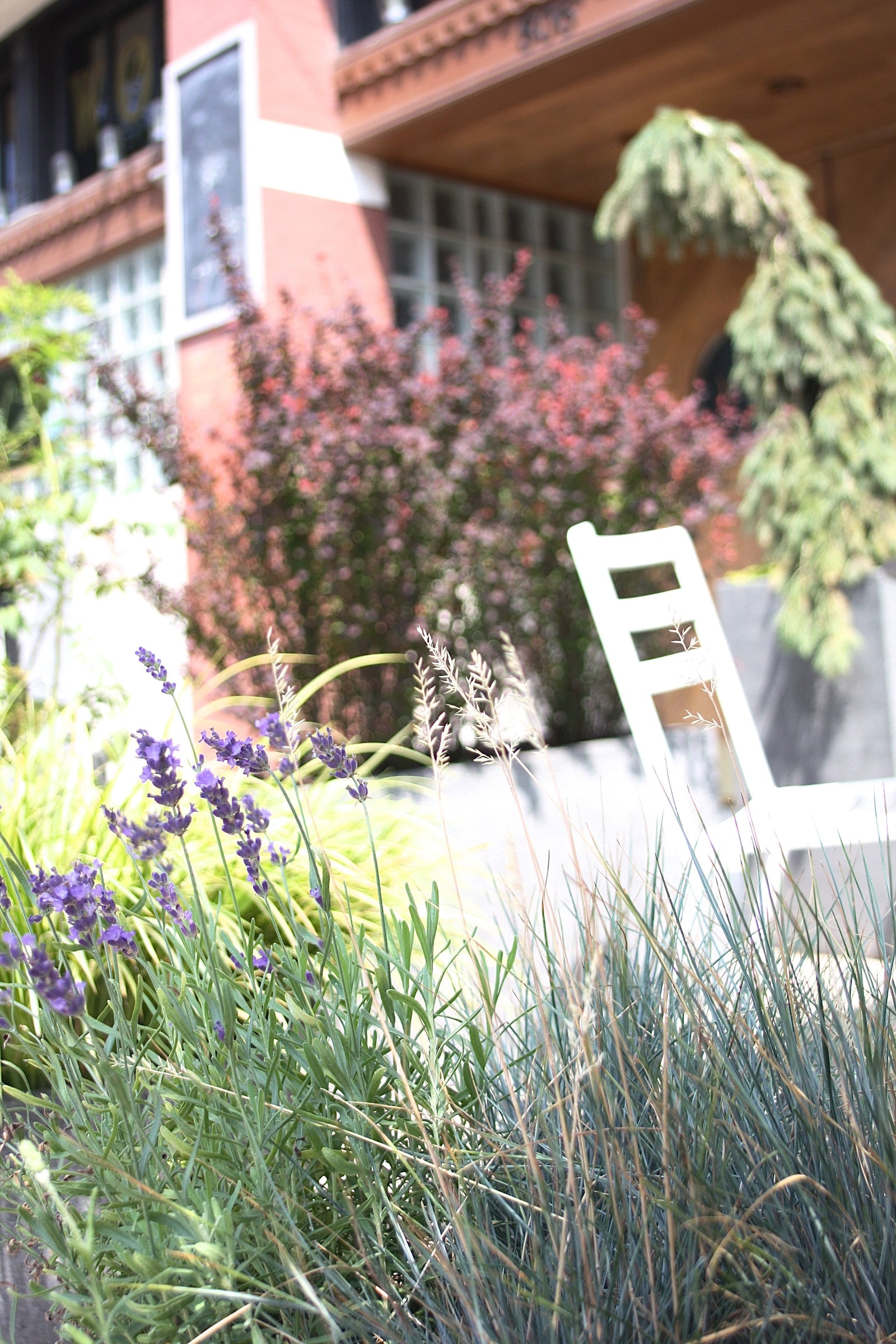 Bud Hunter Patio planters by Sprout-home with a white chair, evergreen and barberries in the background and ornamental grass and lavender up front.