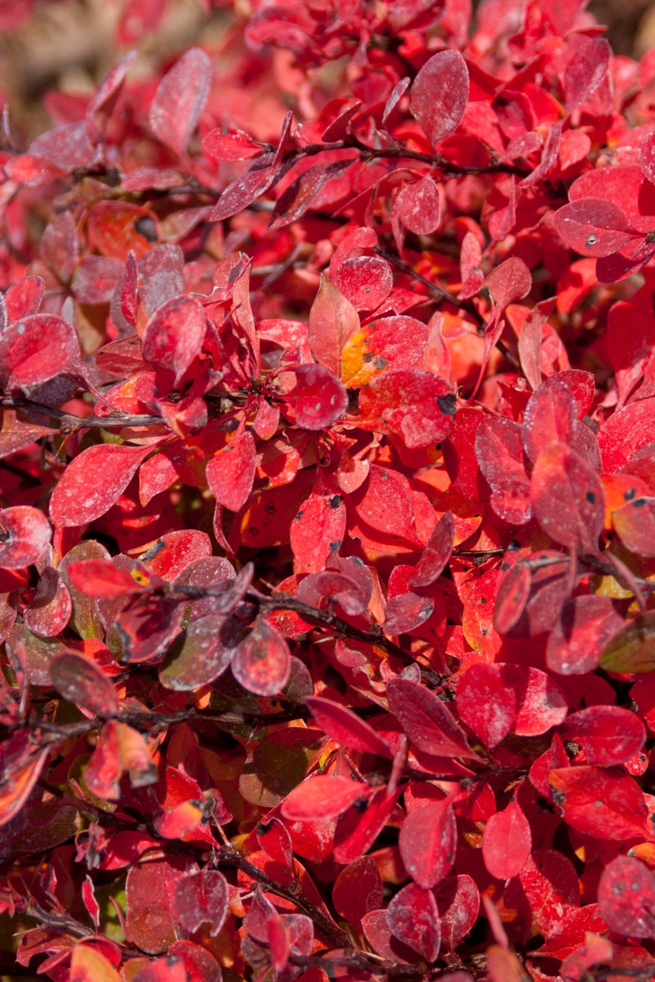  Berberis 'Limoncello' leaves up close in burgundy ©Bailey Nurseries