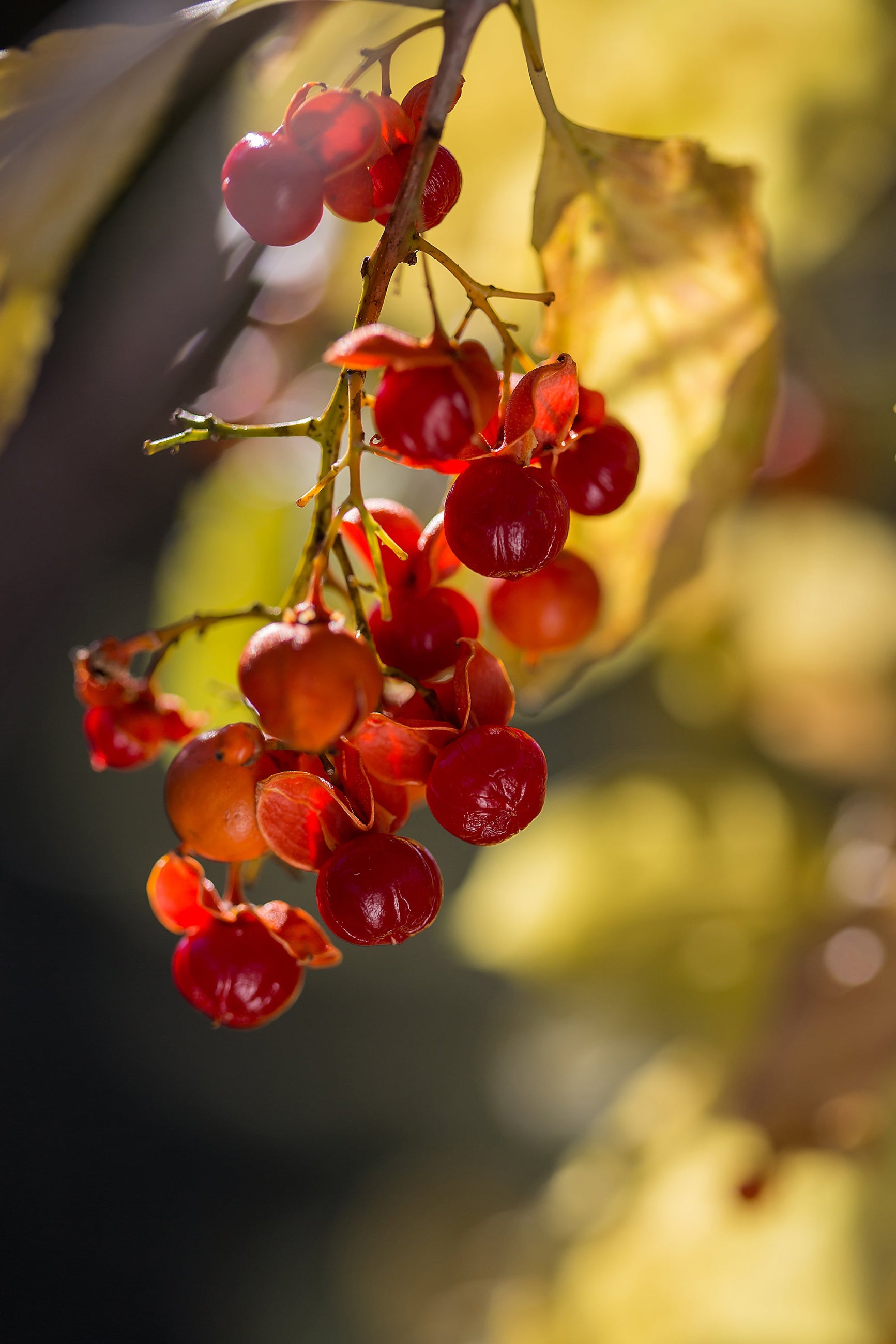 berries of Celastrus 'Autumn Revolution'   ©Bailey Nurseries