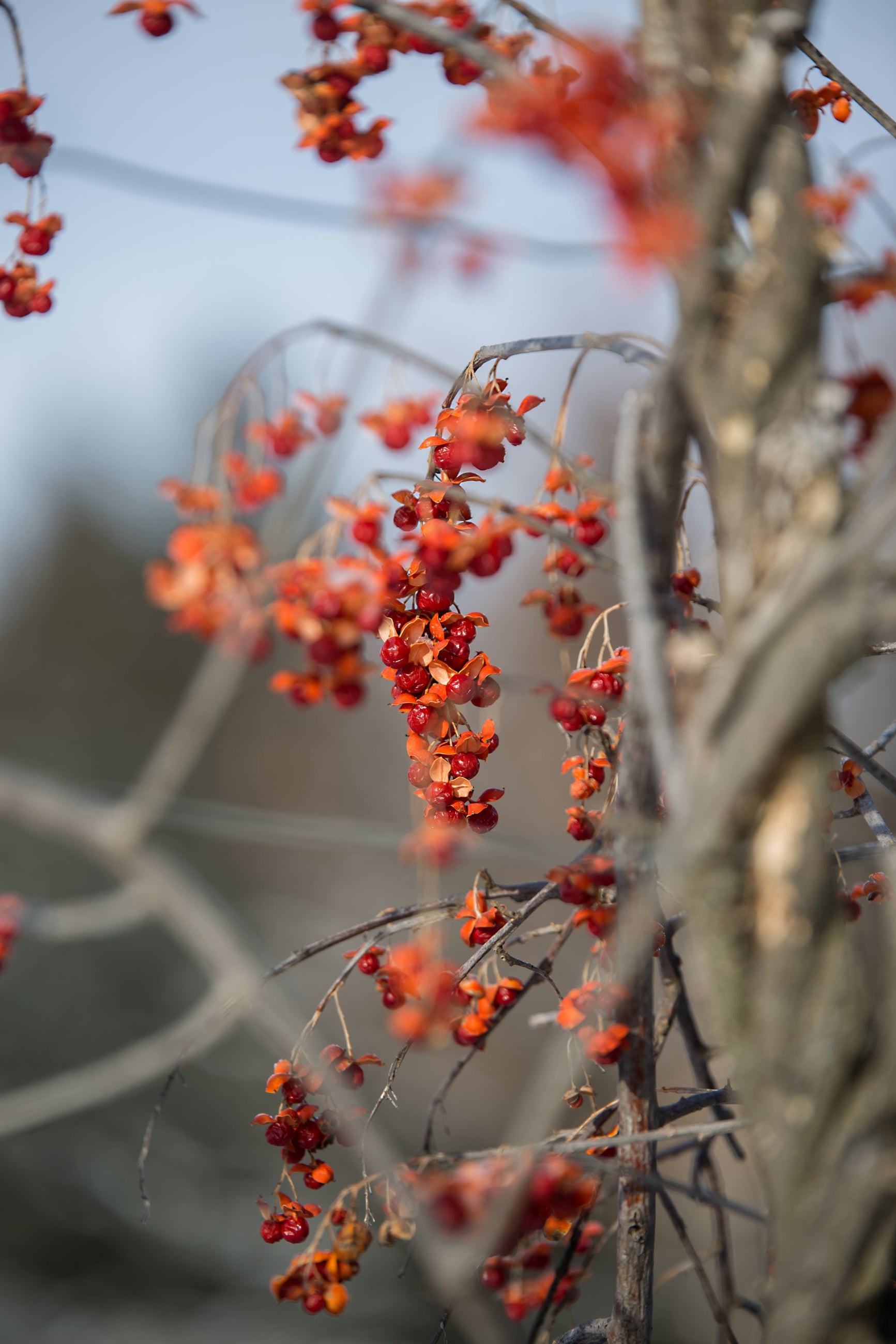 berries of Celastrus 'Autumn Revolution'   ©Bailey Nurseries