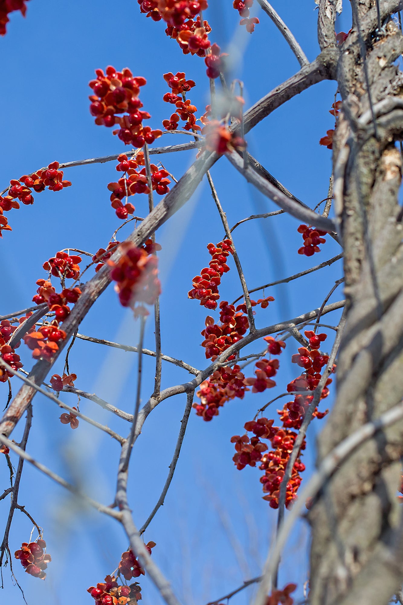 twinging vine with berries of Celastrus 'Autumn Revolution'   ©Bailey Nurseries