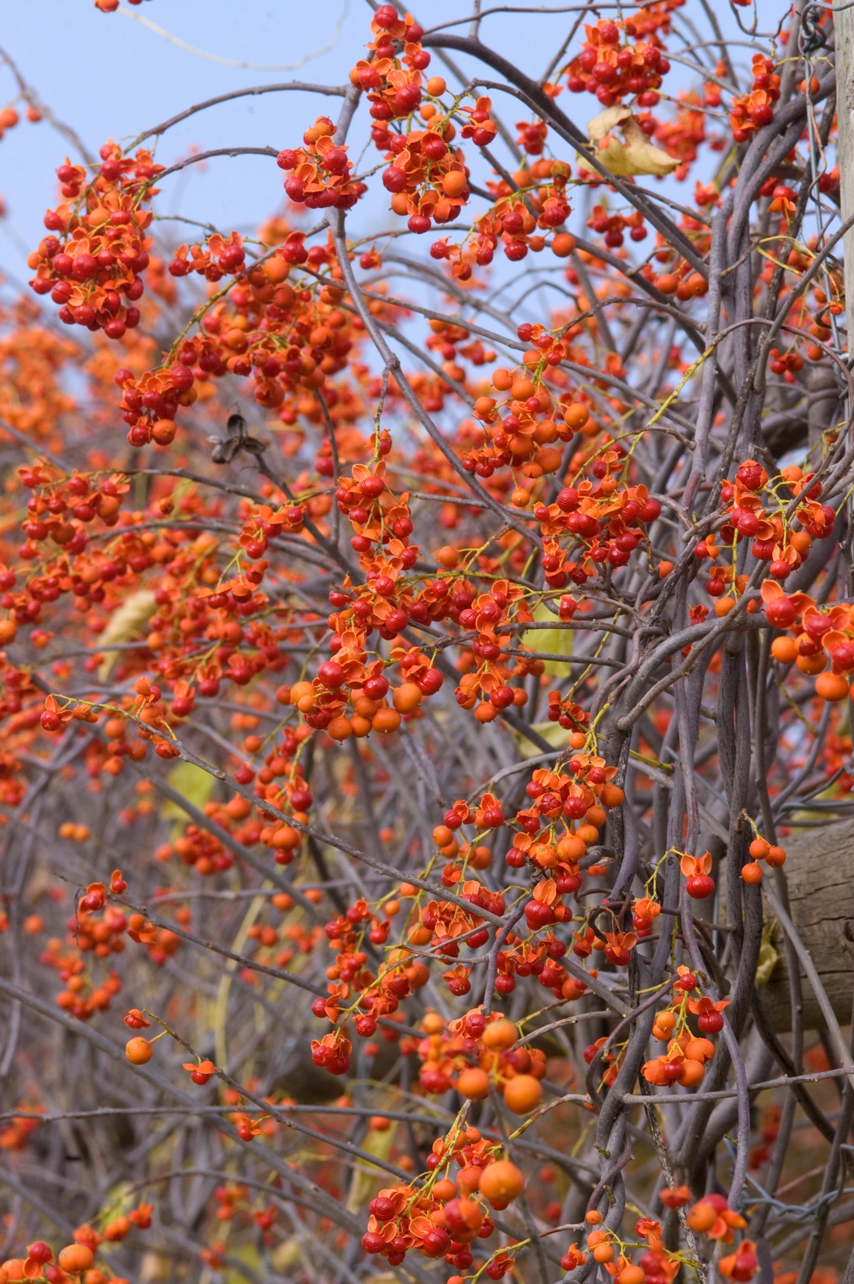 berries and twinging vine of Celastrus 'Autumn Revolution'   ©Bailey Nurseries