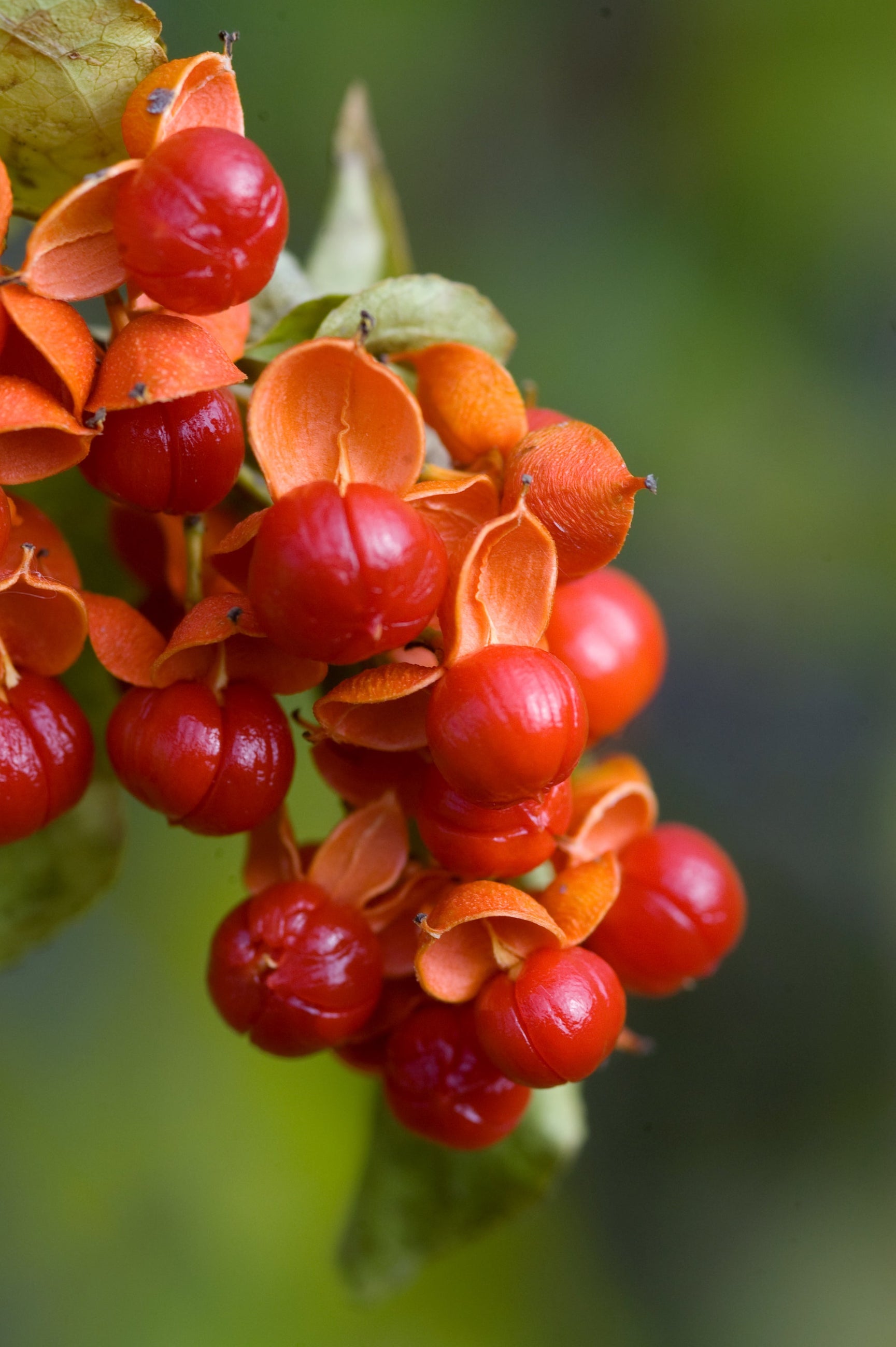 berries of Celastrus 'Autumn Revolution'   ©Bailey Nurseries