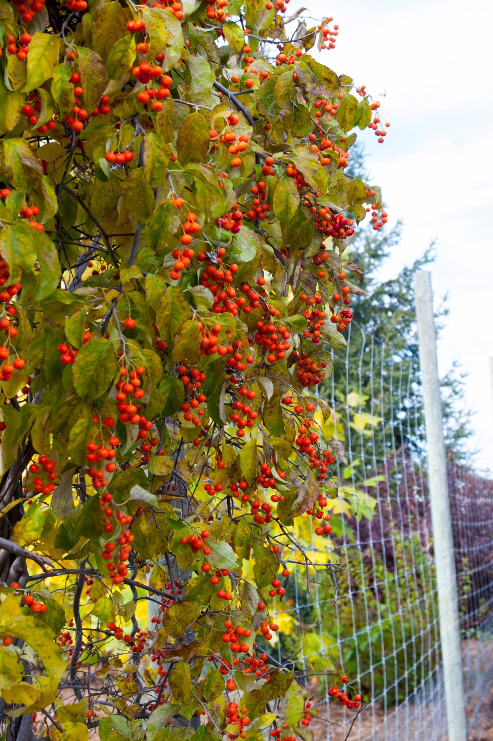 berries and leaves of Celastrus 'Autumn Revolution'   climbing a fence ©Bailey Nurseries