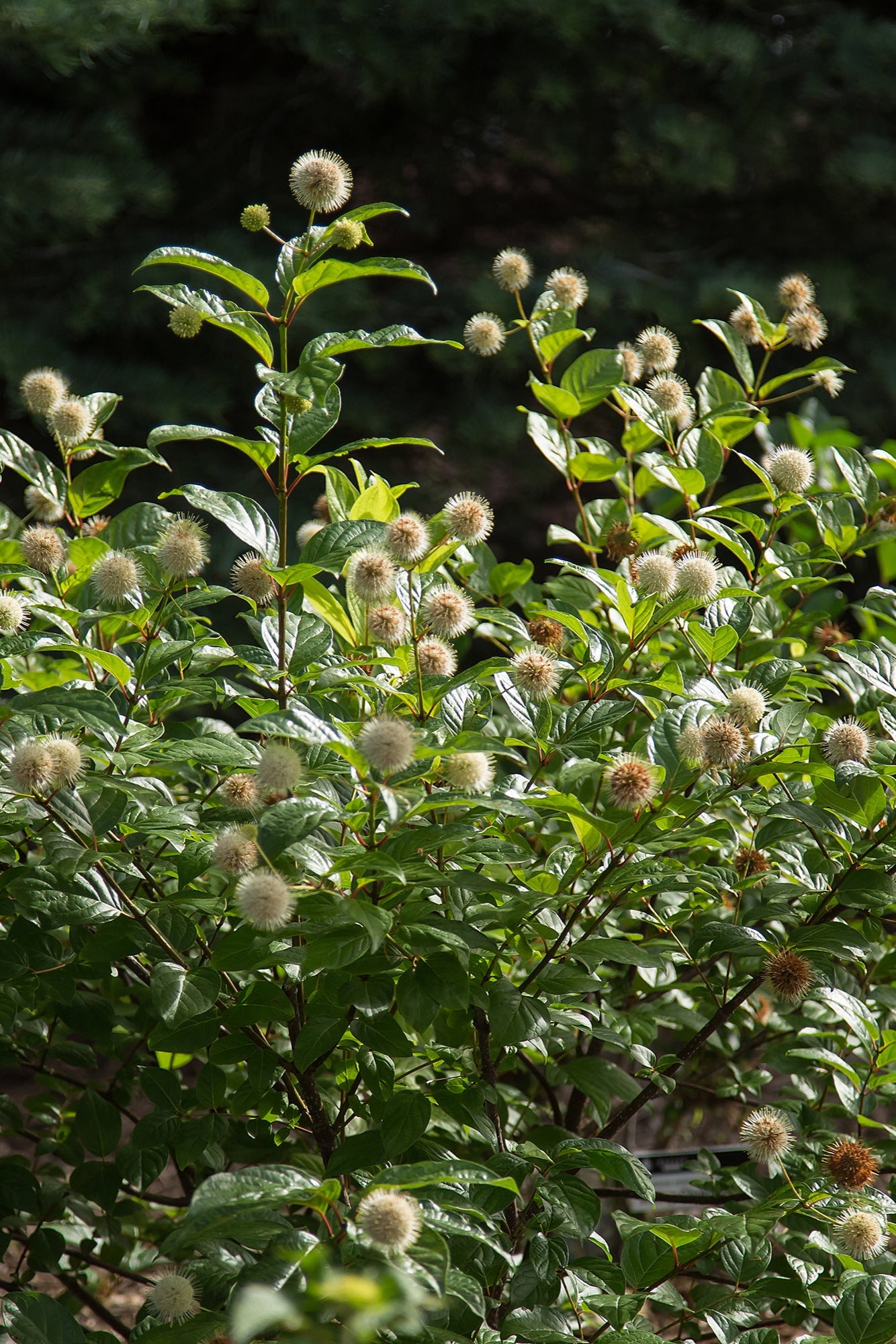 Buttonbush in bloom ©Bailey Nurseries