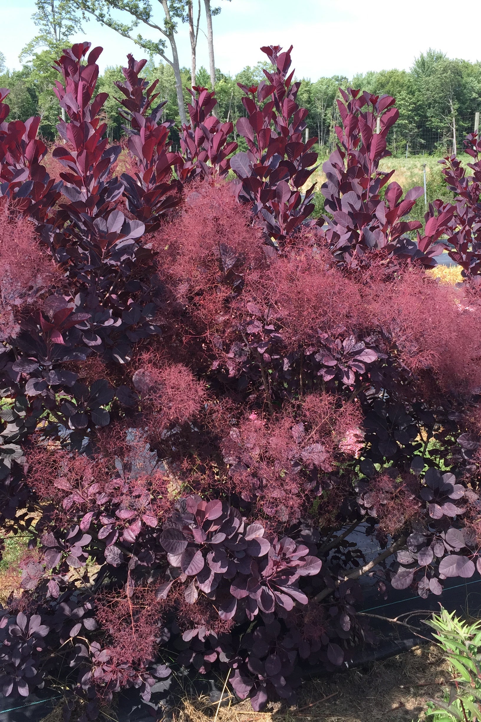 Cotinus 'Minecraft Black' shrub  at a mature state with is smoke like burgundy bloom ©Bailey Nurseries 