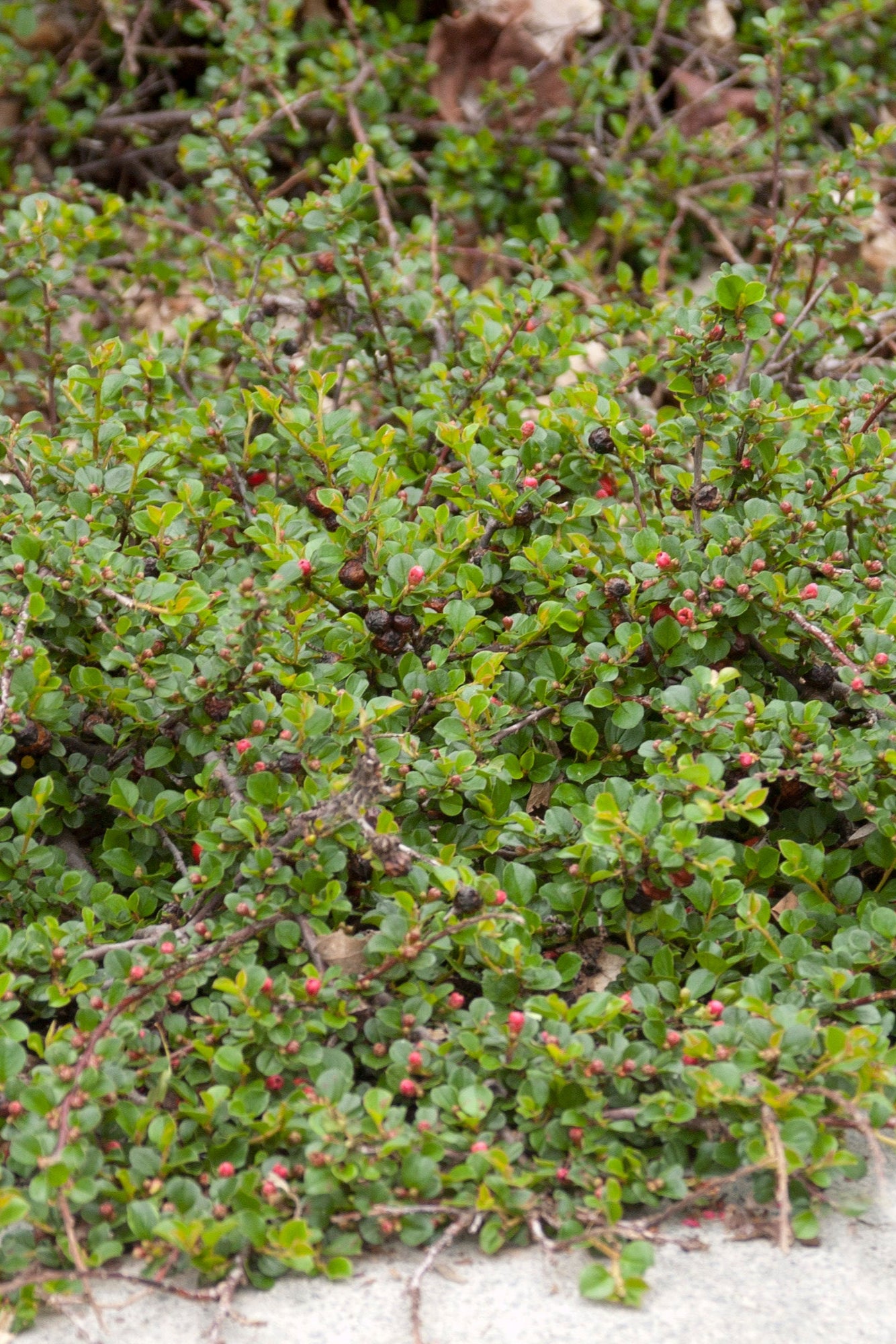 Cotoneaster Cranberry bush mature and planted in the landscape ©Bailey Nurseries