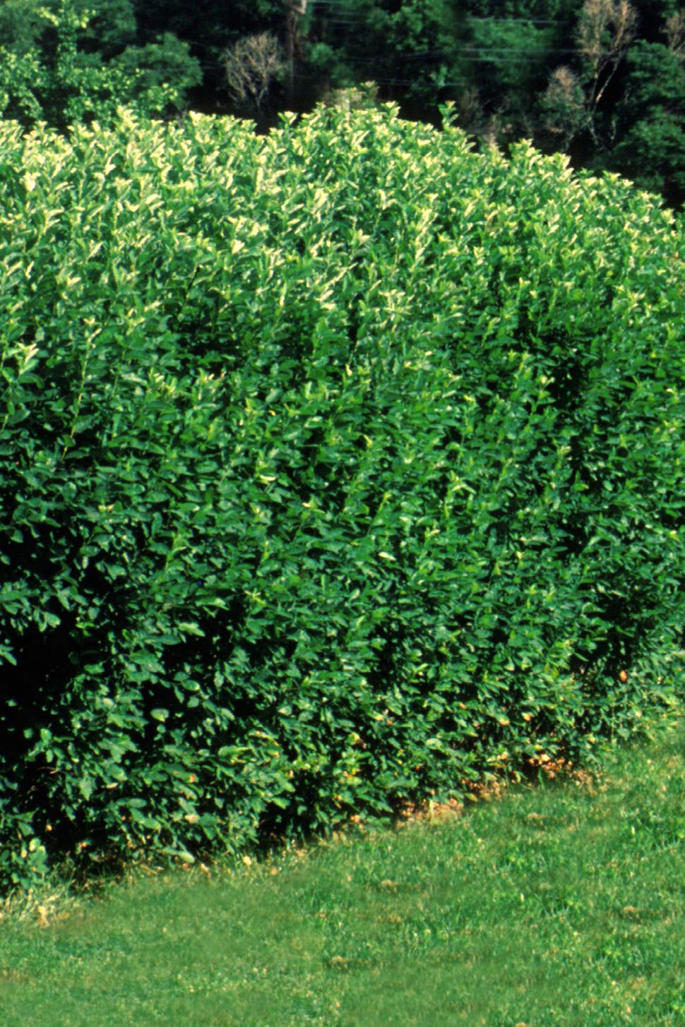 Cotoneaster lucidus Hedge mature and planted in a landscape ©Bailey Nurseries