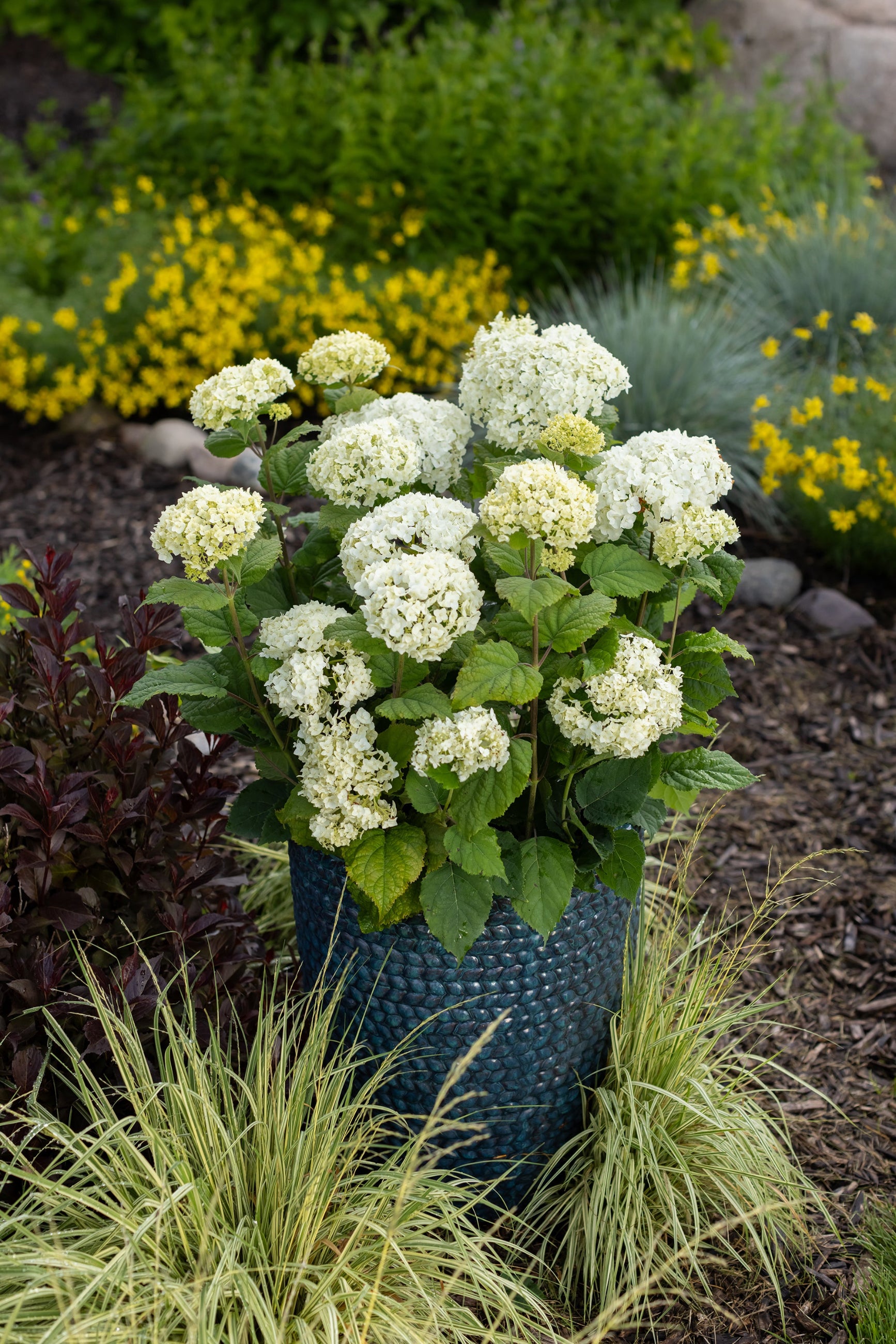 Hydrangea 'Flowerfull' flowering and in a container in the ladndscape  ©Bailey Nurseries