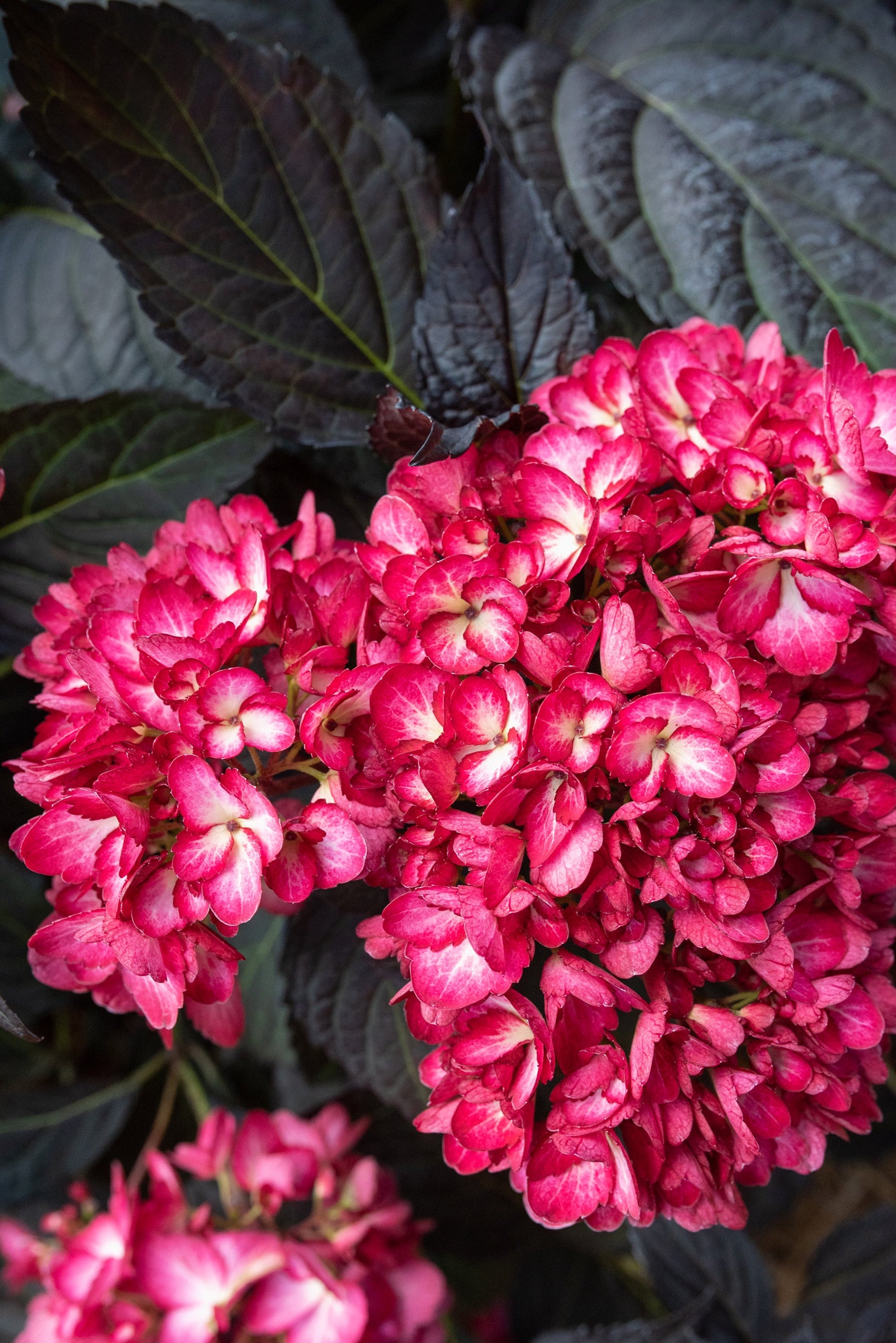 A detail of the rose red with cream centered flowers of the Hydrangea 'Eclipse'  ©Bailey Nurseries