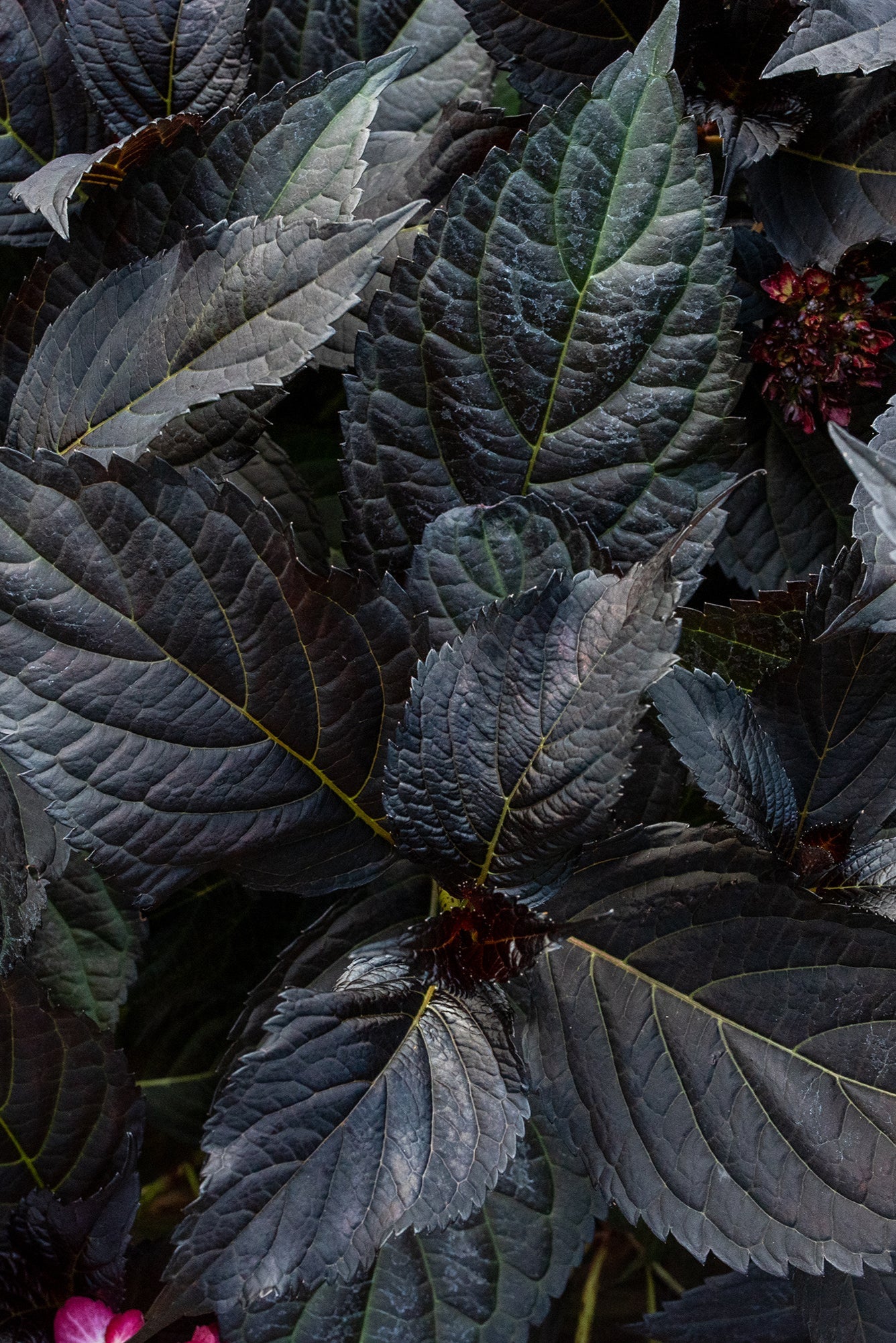 A detail of the dark almost black leaves of Hydrangea 'Eclipse'  ©Bailey Nurseries