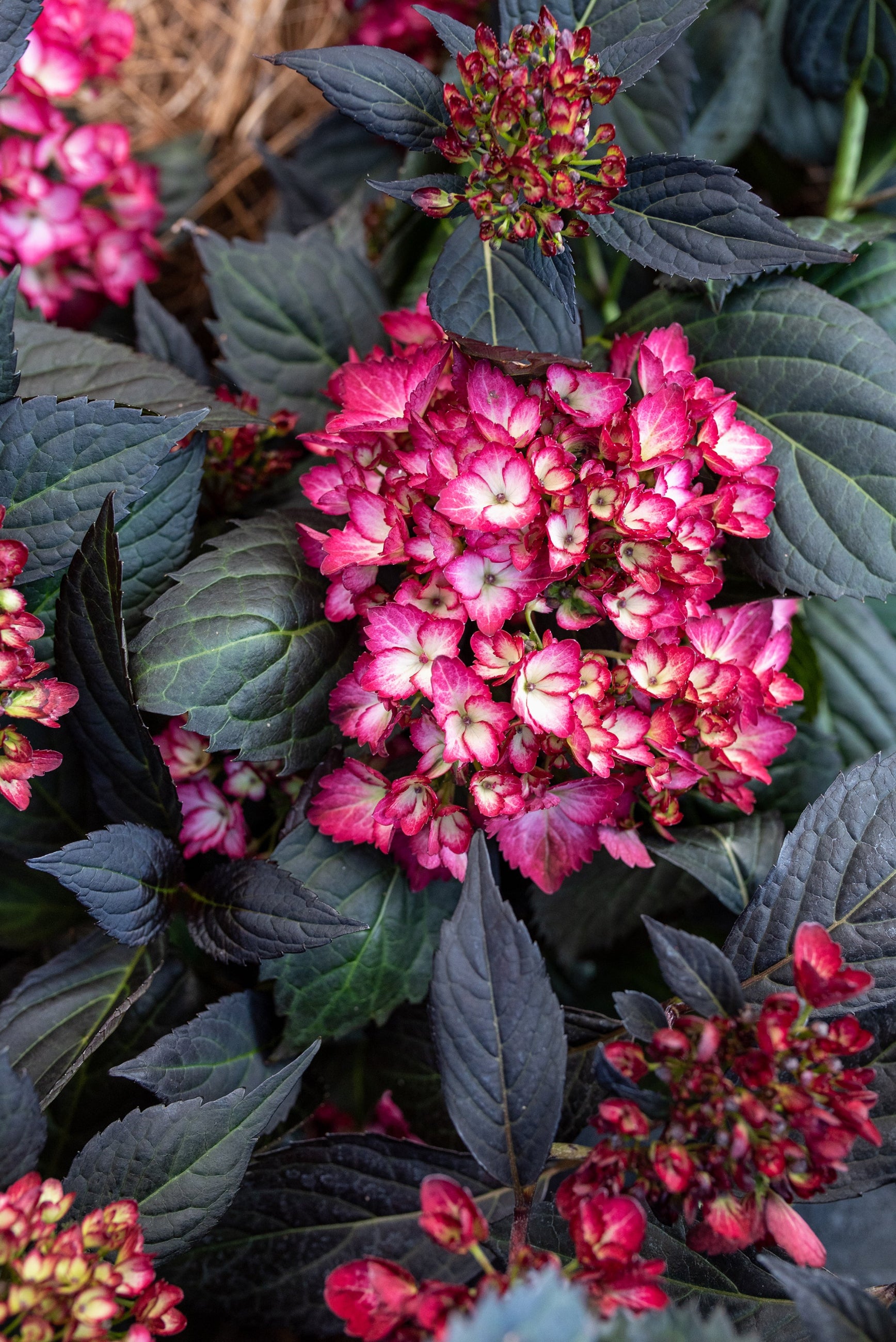 A detail of the rose red with cream centered flowers of the Hydrangea 'Eclipse'  ©Bailey Nurseries