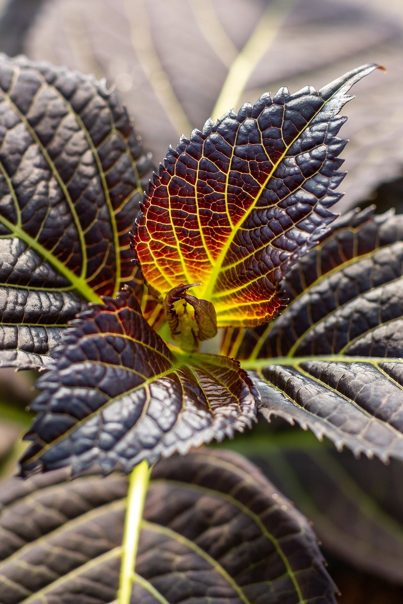  Hydrangea 'Eclipse' dark textured leaves up close  ©Bailey Nurseries