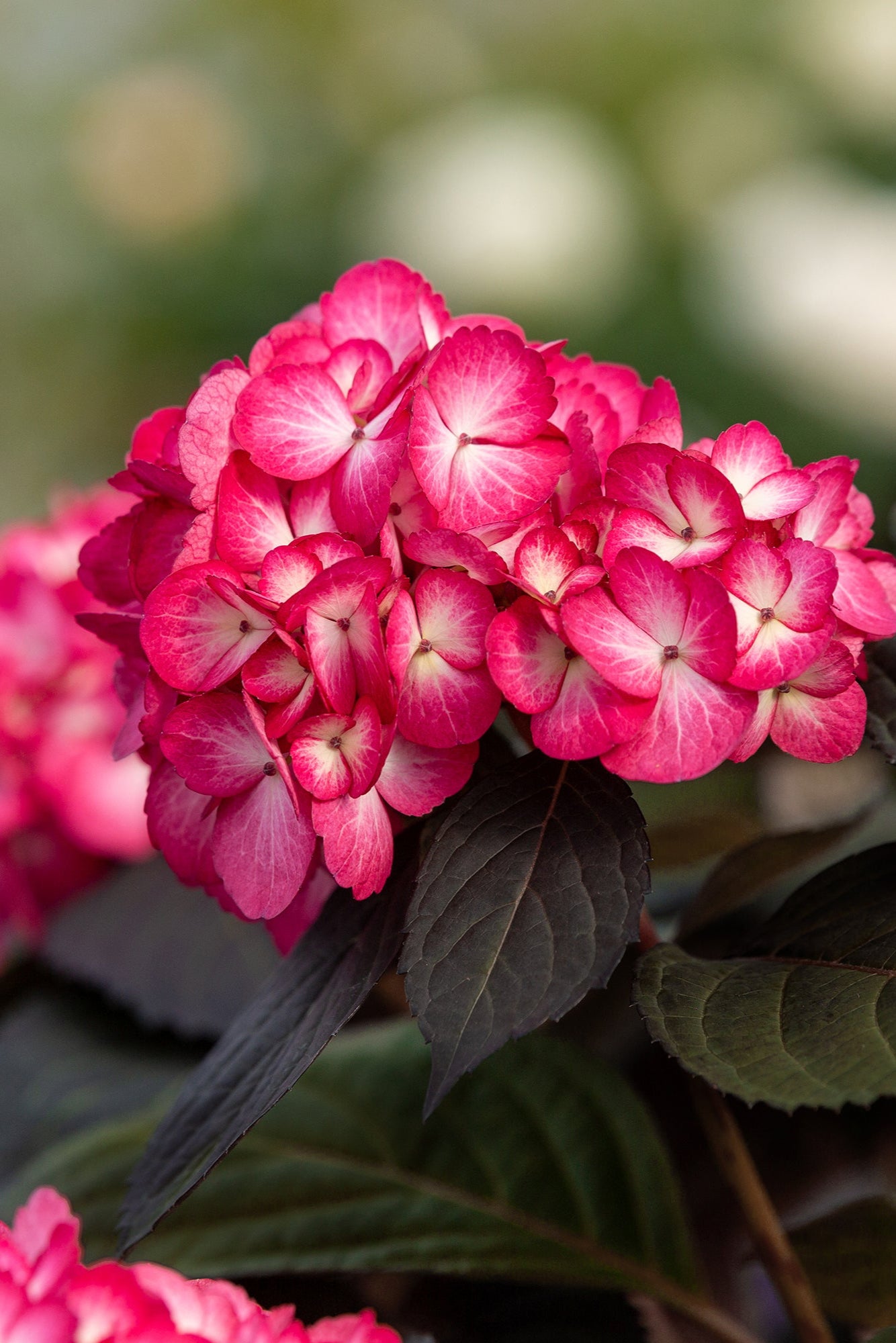  Hydrangea 'Eclipse'  in bloom and up close  ©Bailey Nurseries
