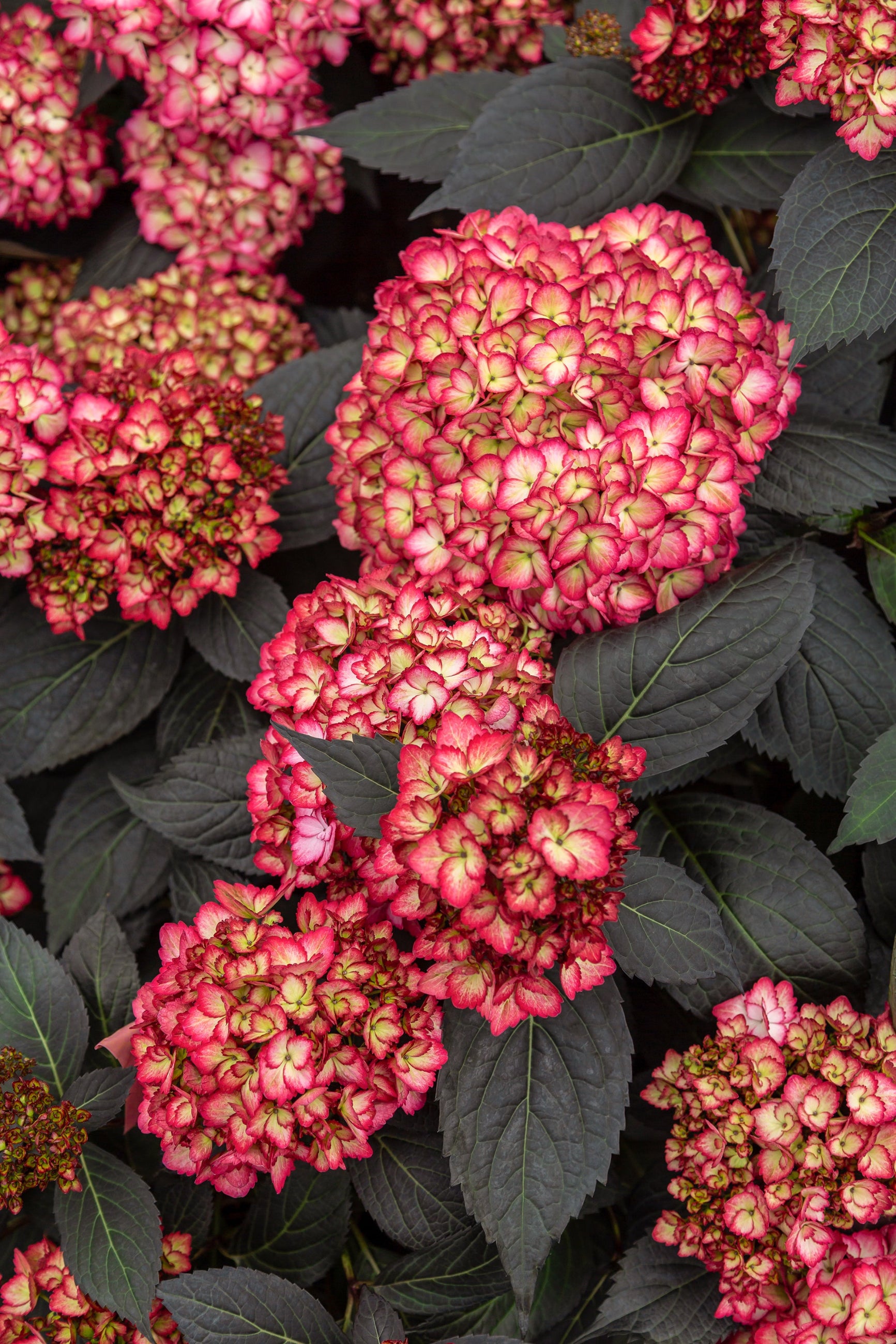  Hydrangea 'Eclipse'  in bloom, and at a mature state up close ©Bailey Nurseries