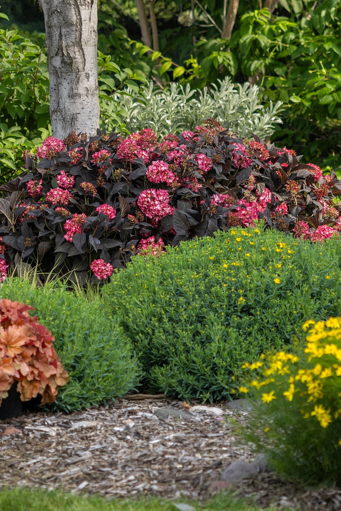  Hydrangea 'Eclipse'  in bloom, and at a mature state, planted in a garden ©Bailey Nurseries