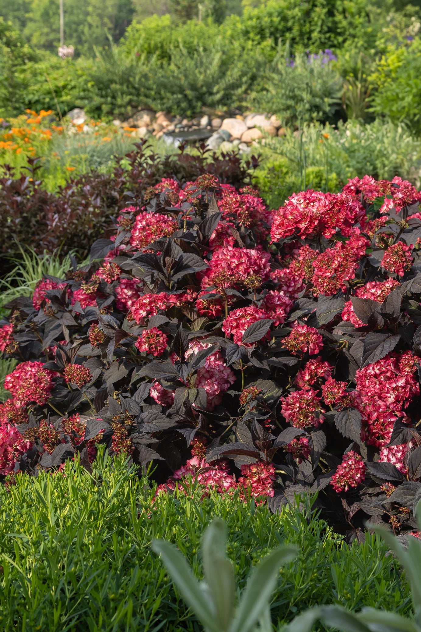  Hydrangea 'Eclipse'  in bloom, and at a mature state, planted in a garden ©Bailey Nurseries