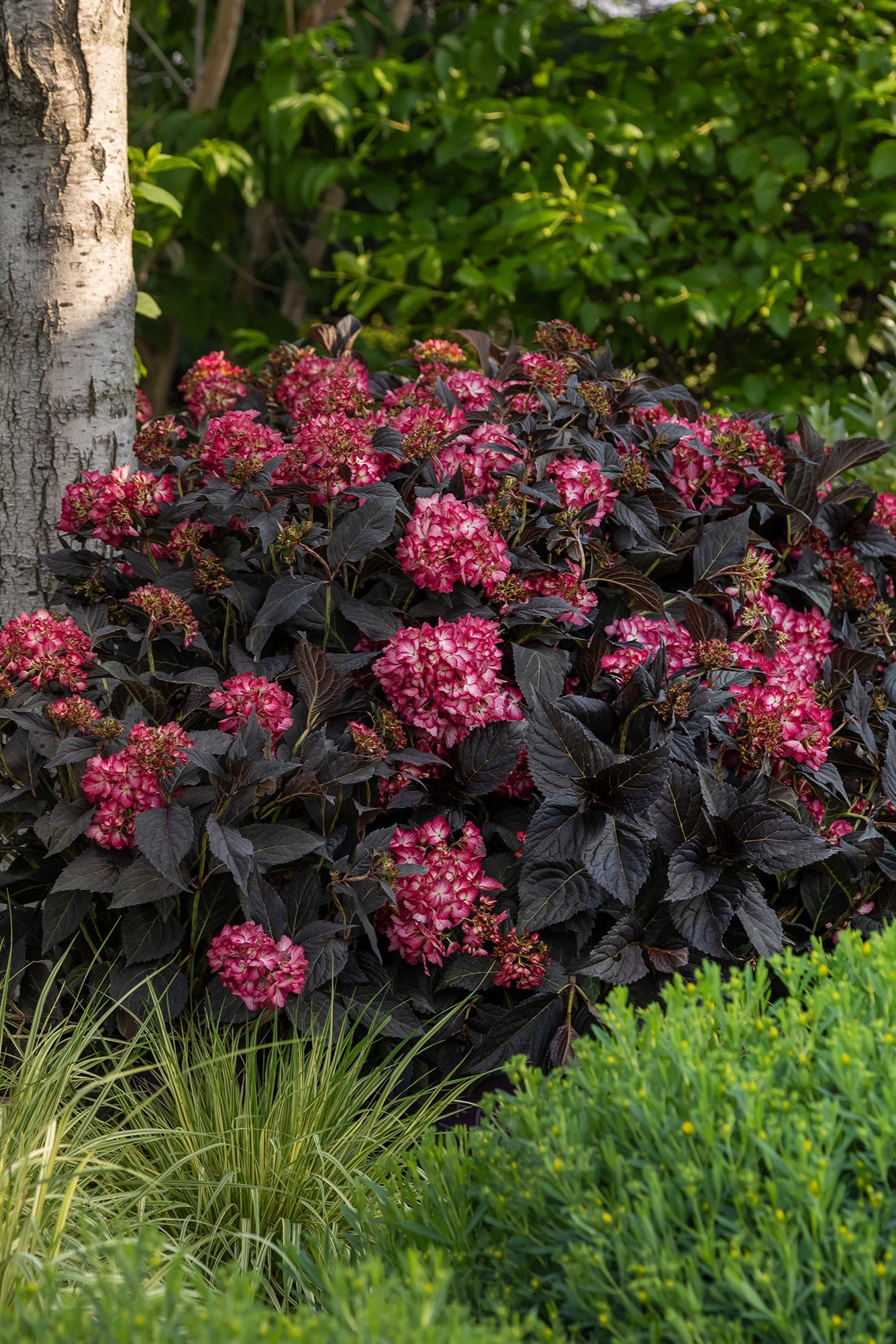  Hydrangea 'Eclipse'  in bloom, and at a mature state, planted in a garden ©Bailey Nurseries