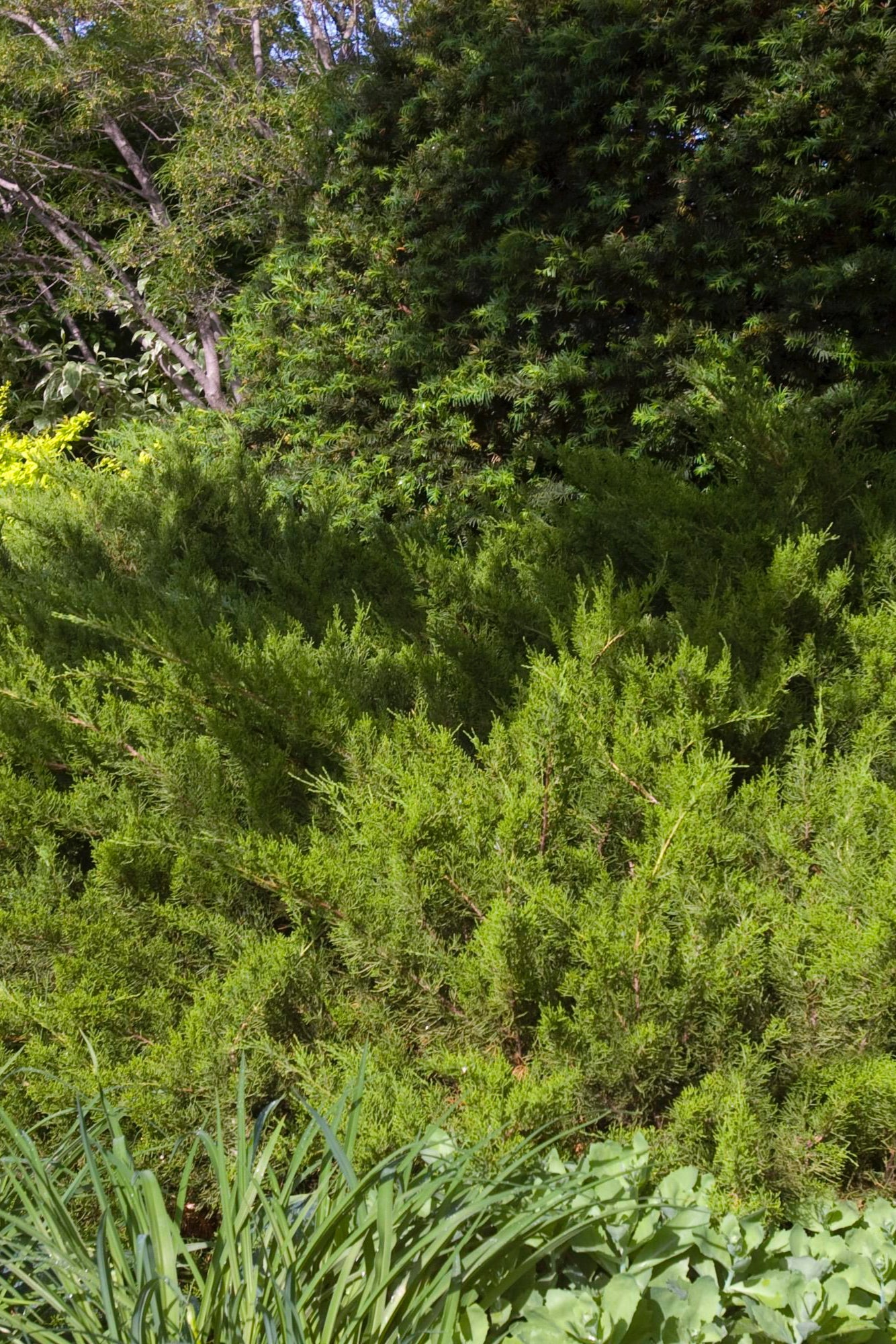 Juniperus 'Sea Green'  in a series planted in the landscape showing the foliage  ©Bailey Nurseries