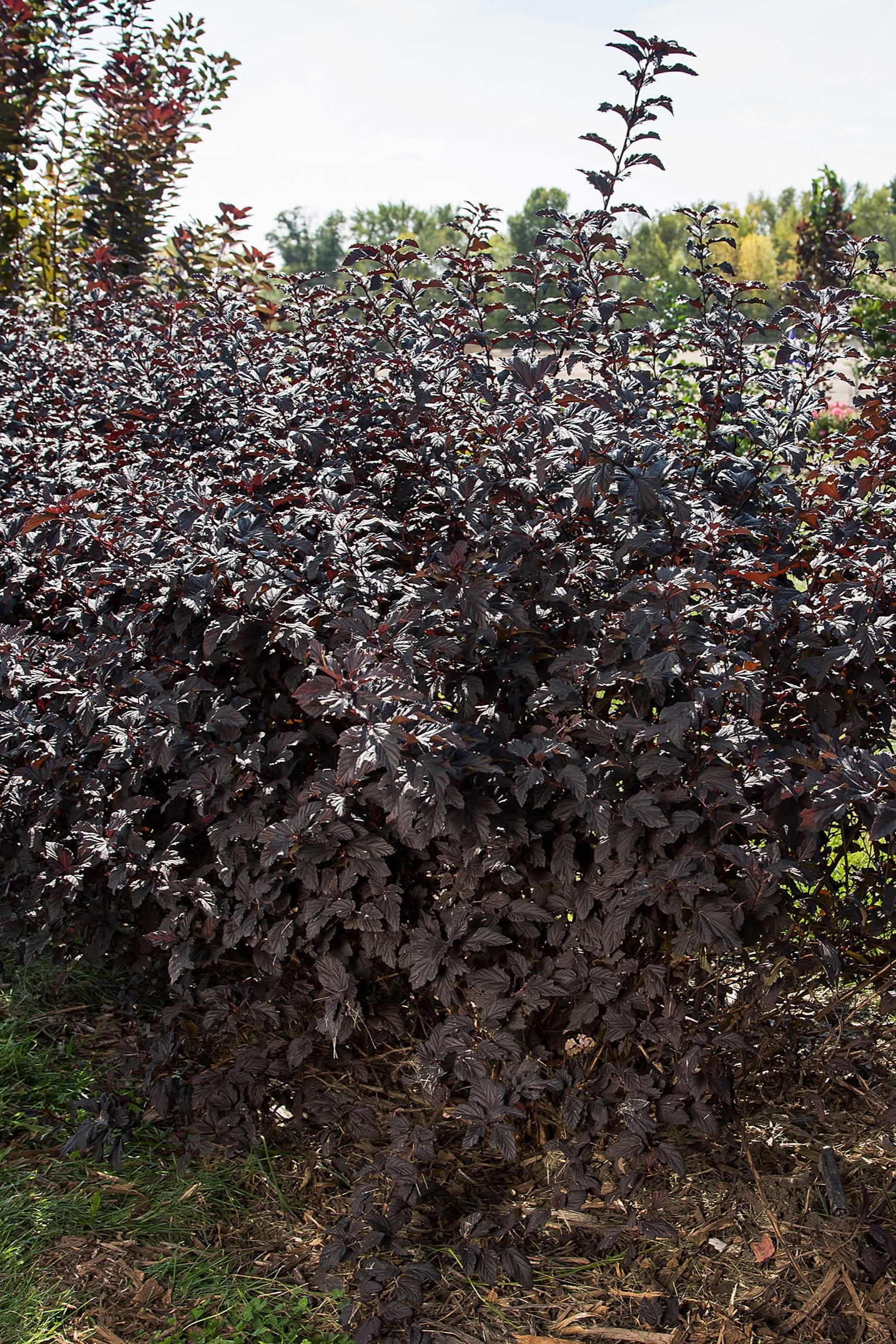 Physocarpus 'Fireside' multiple shrubs planted in a landscape  ©Bailey Nurseries