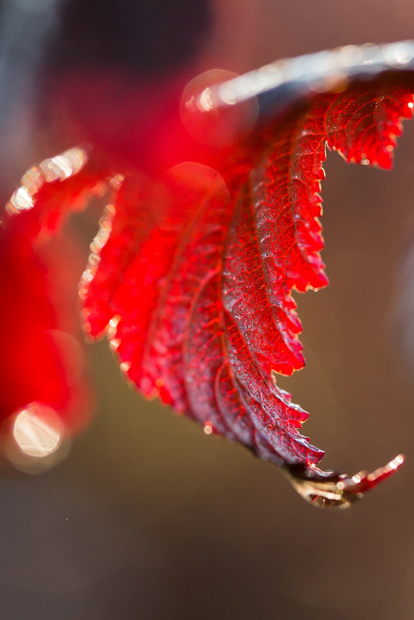 Physocarpus 'Fireside' red and burgundy eaves up close ©Bailey Nurseries