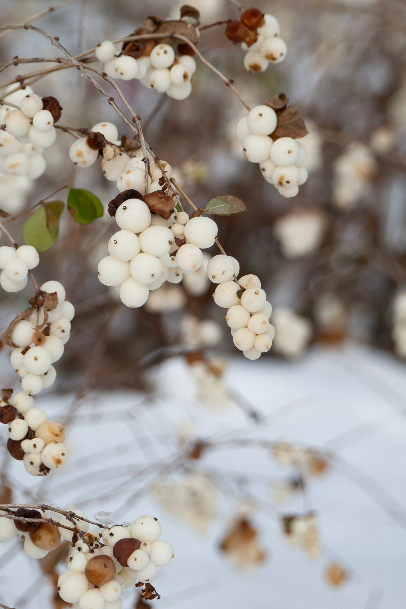 Symphoricarus 'Galaxy' white berries up close in winter  ©Bailey Nurseries
