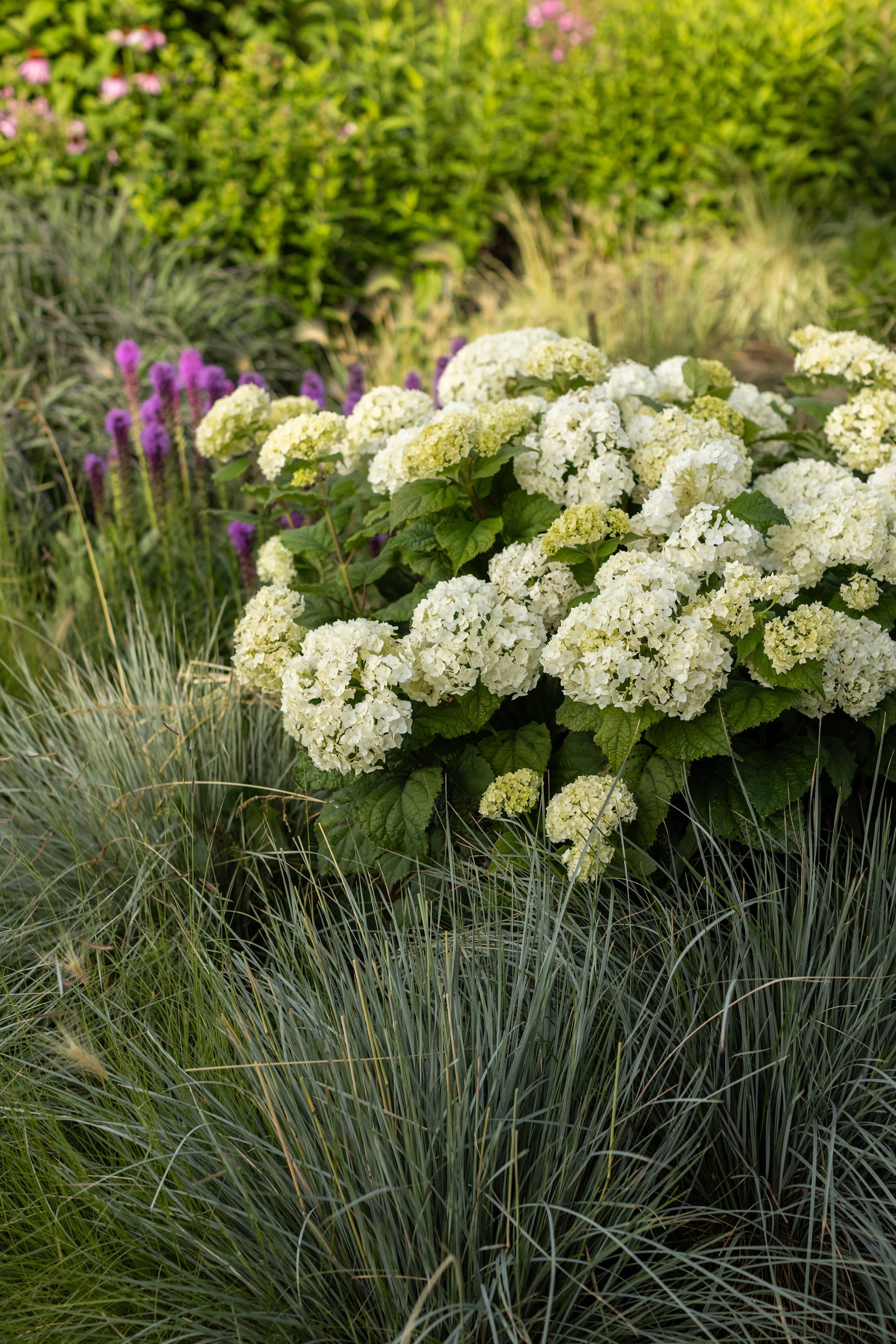 Hydrangea 'Flowerfull'  in bloom, mature and planted in the landscape  ©Bailey Nurseries