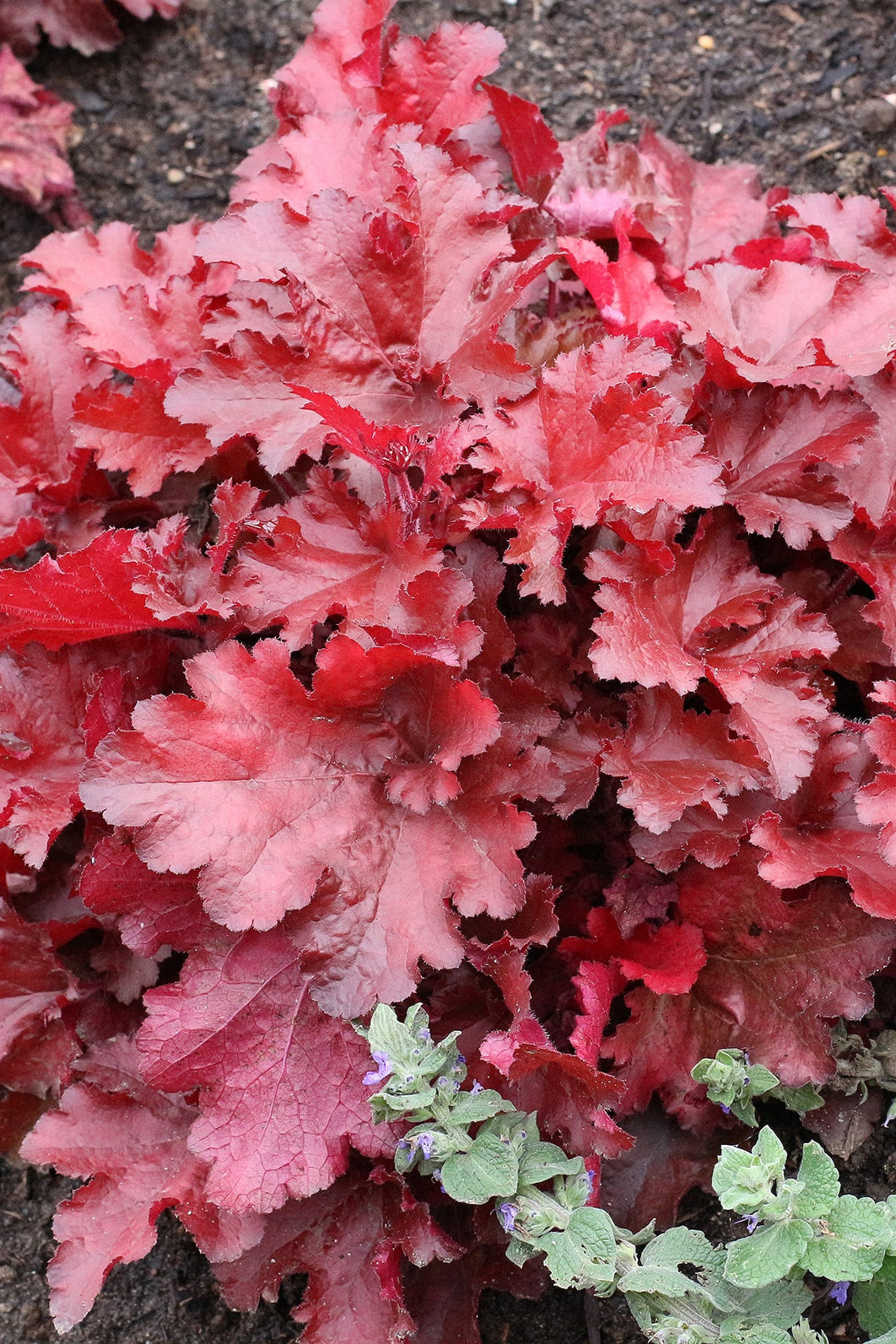 Heuchera 'Forever Red' up close  ©Ball Seed