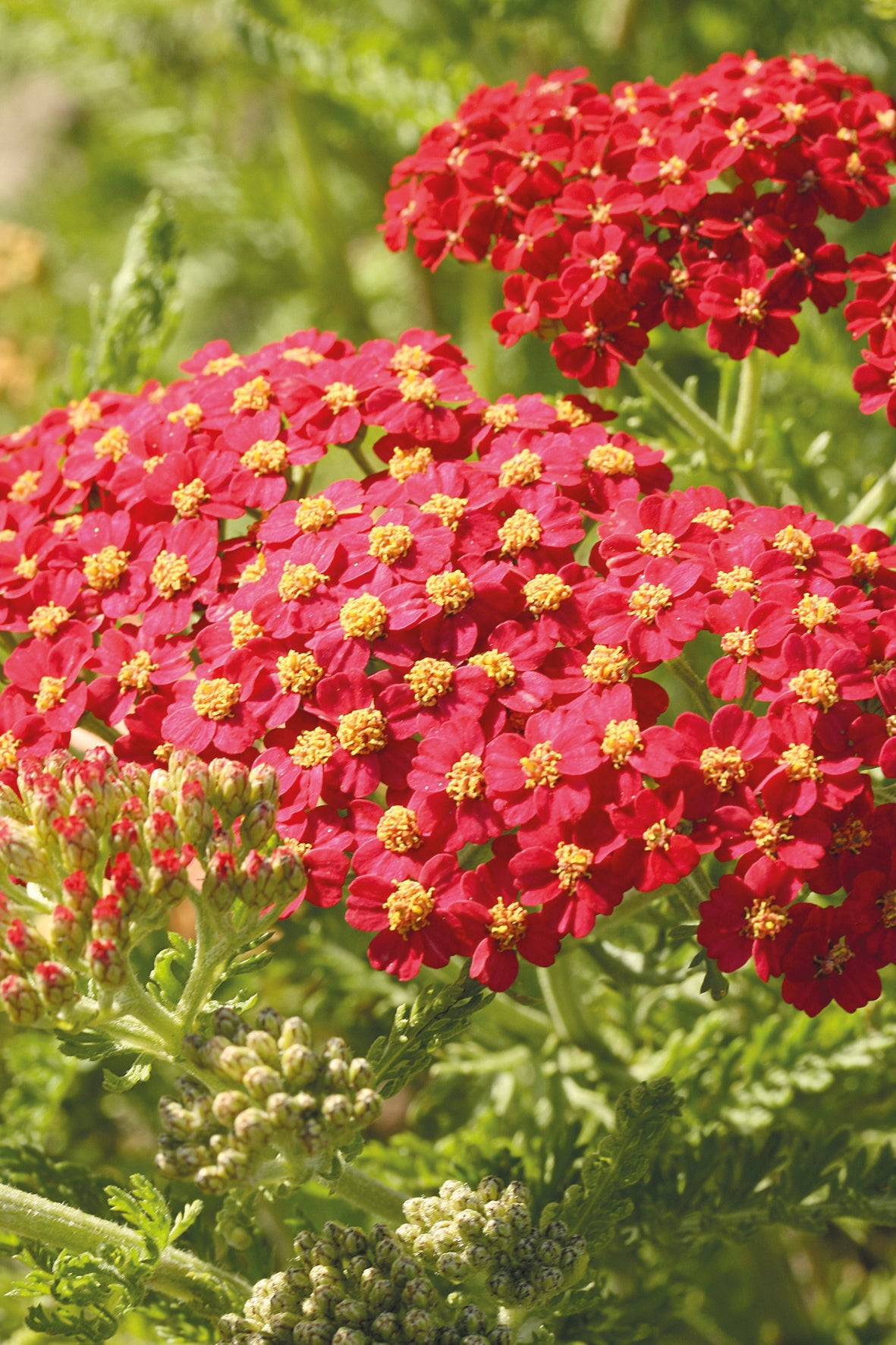 Blooming Achillea 'Paprika'  yarrow ©Ball Seed